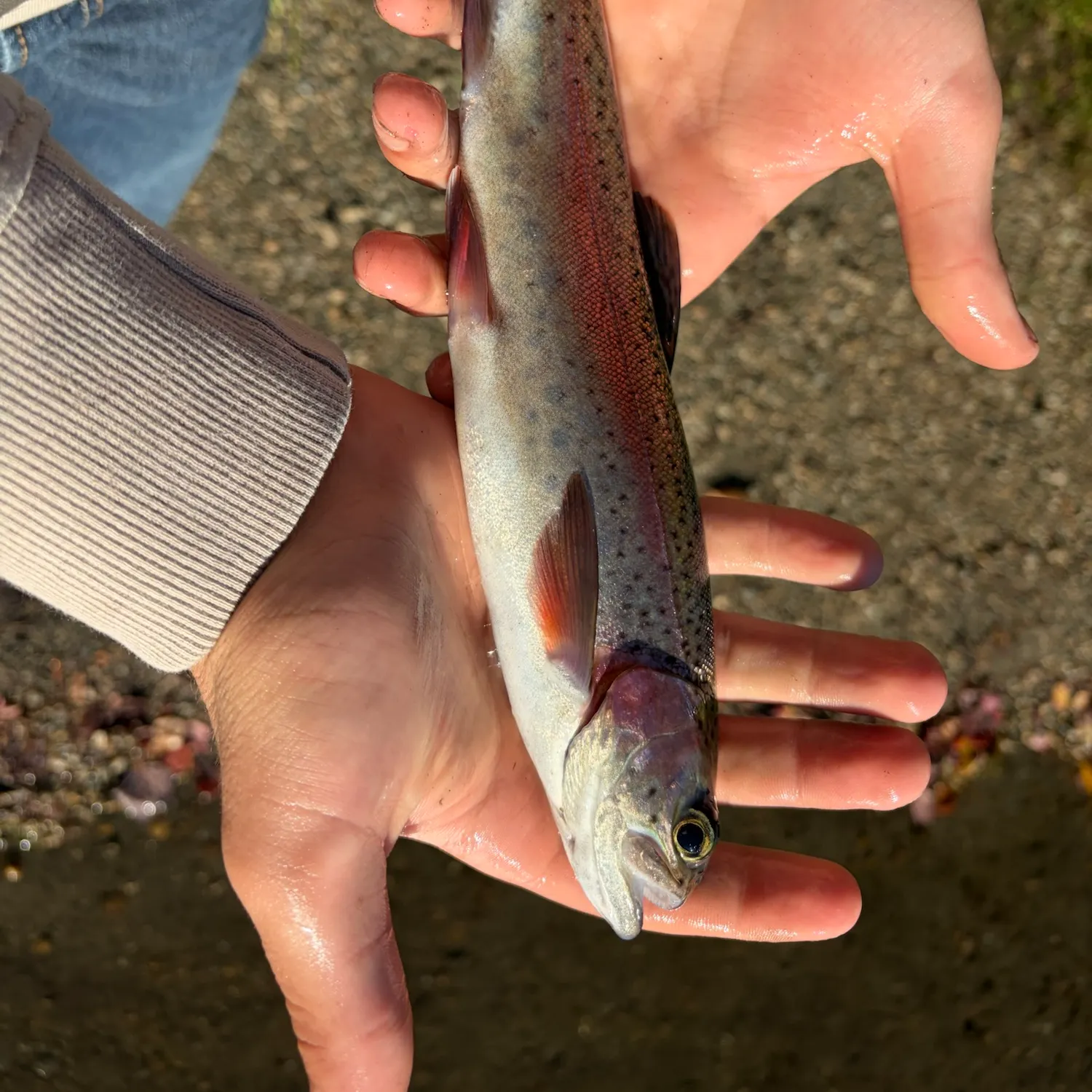 Rainbow trout caught on Fishbrain