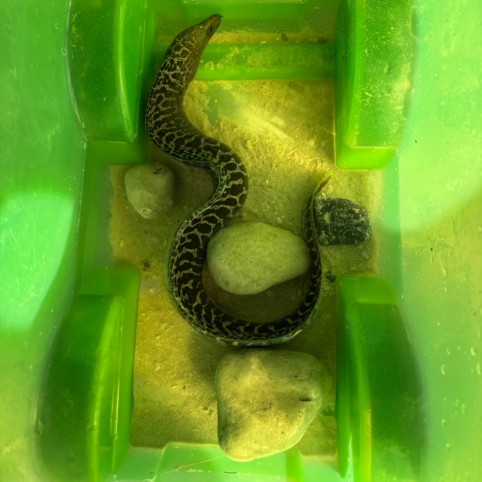 The most recent Leopard moray eel catches on Fishbrain