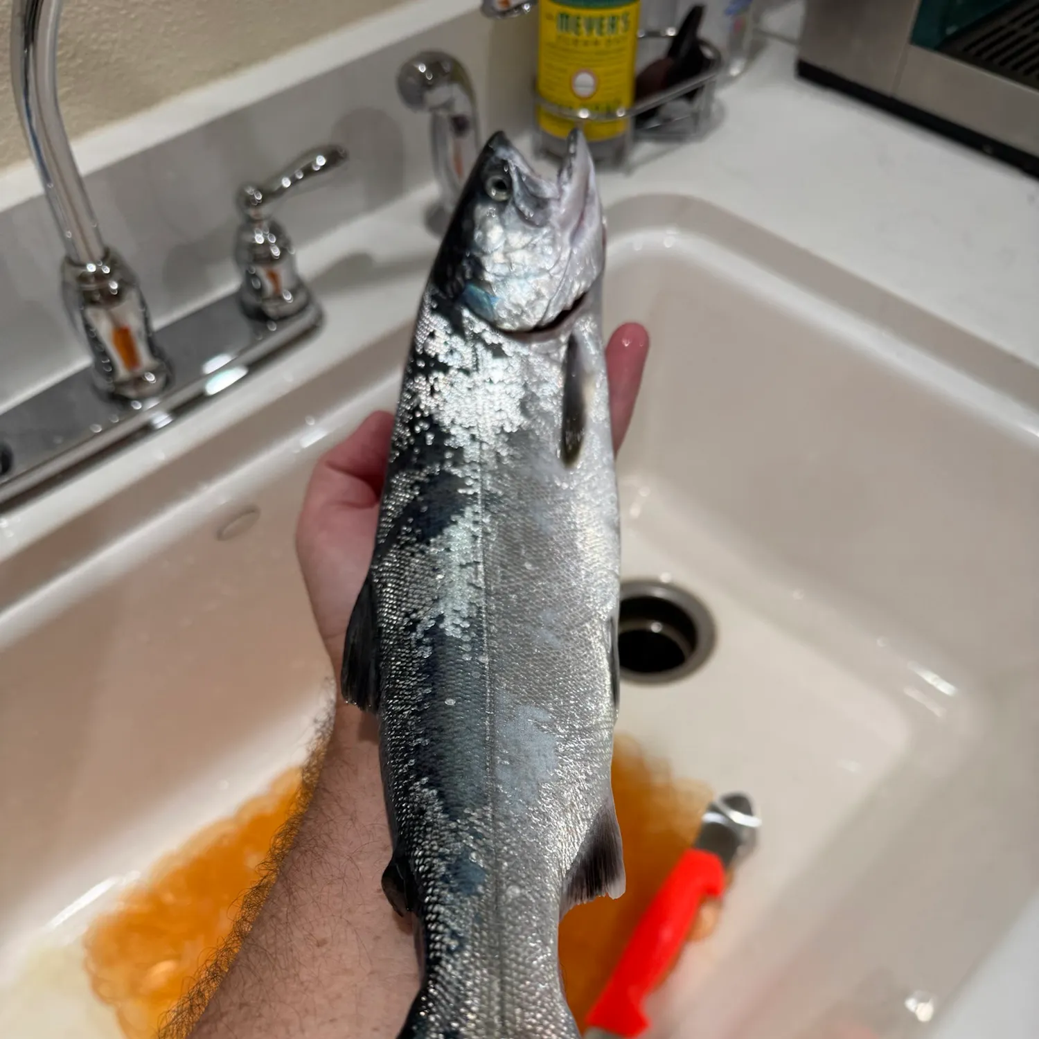 Coho salmon caught on Fishbrain