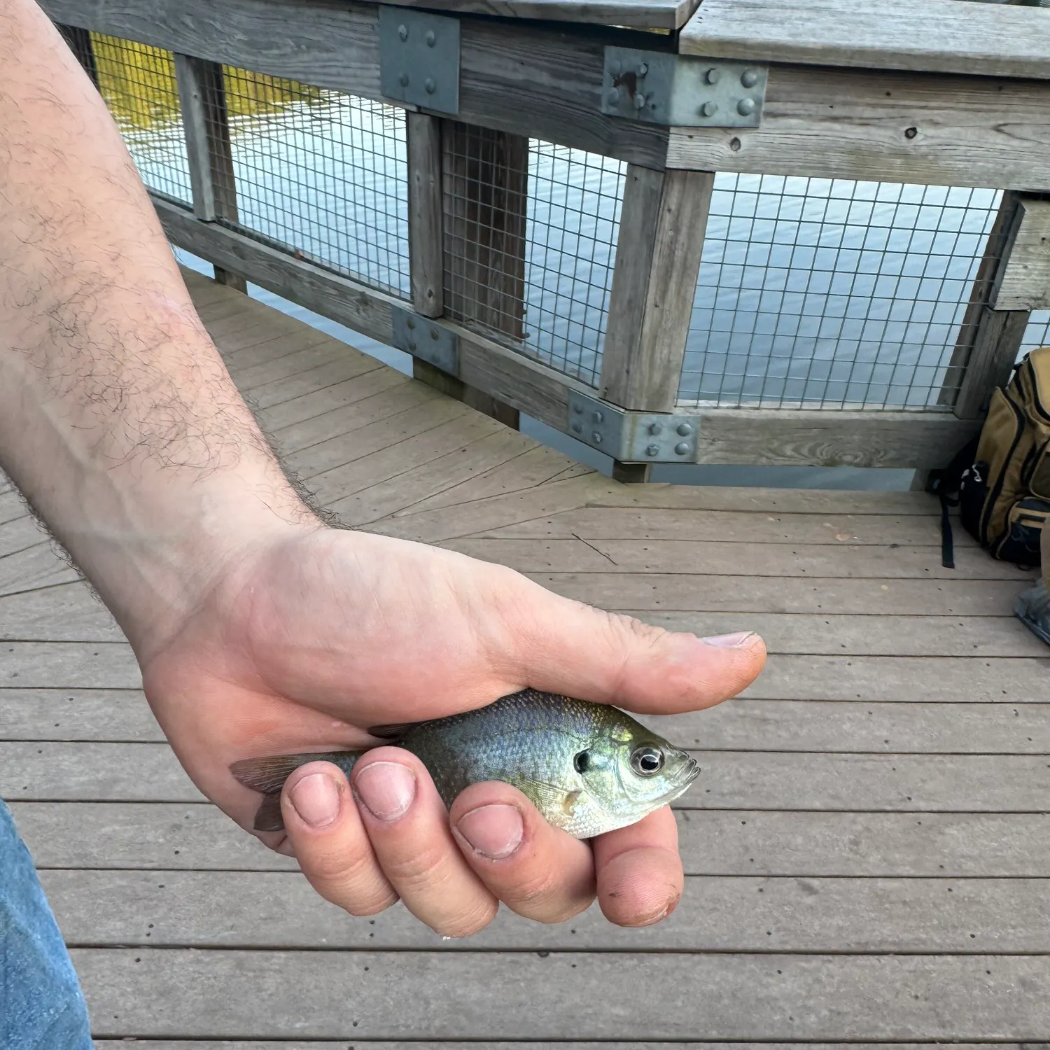 Bluegill caught on Fishbrain