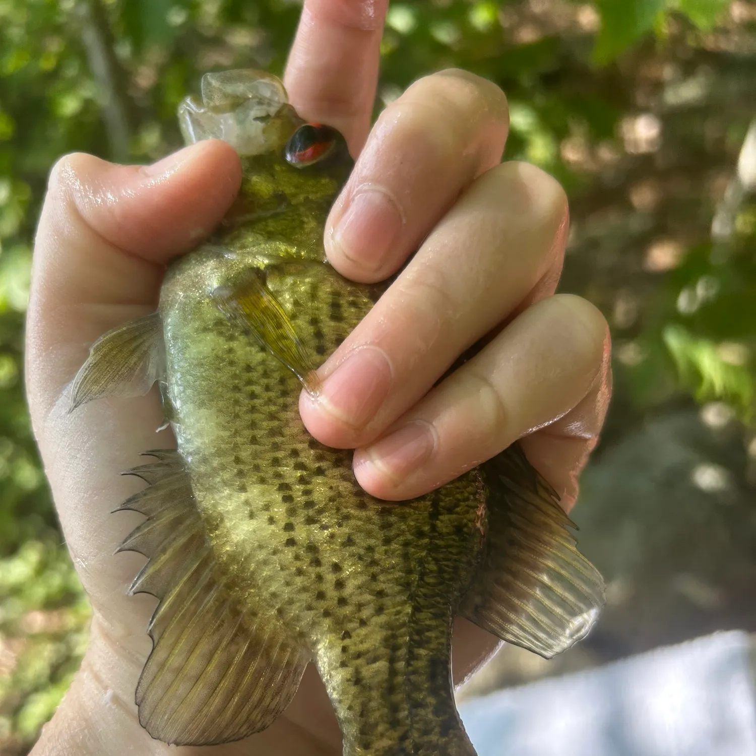 Rock bass caught on Fishbrain