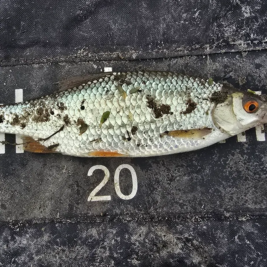 Common roach caught on Fishbrain