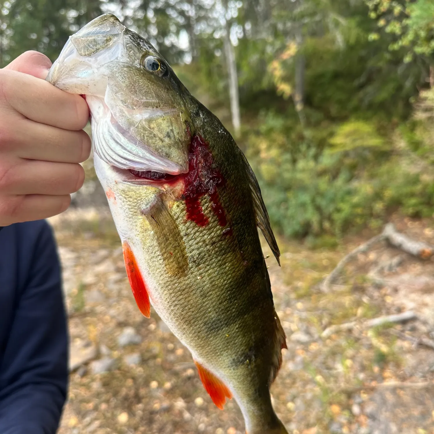 European perch caught on Fishbrain