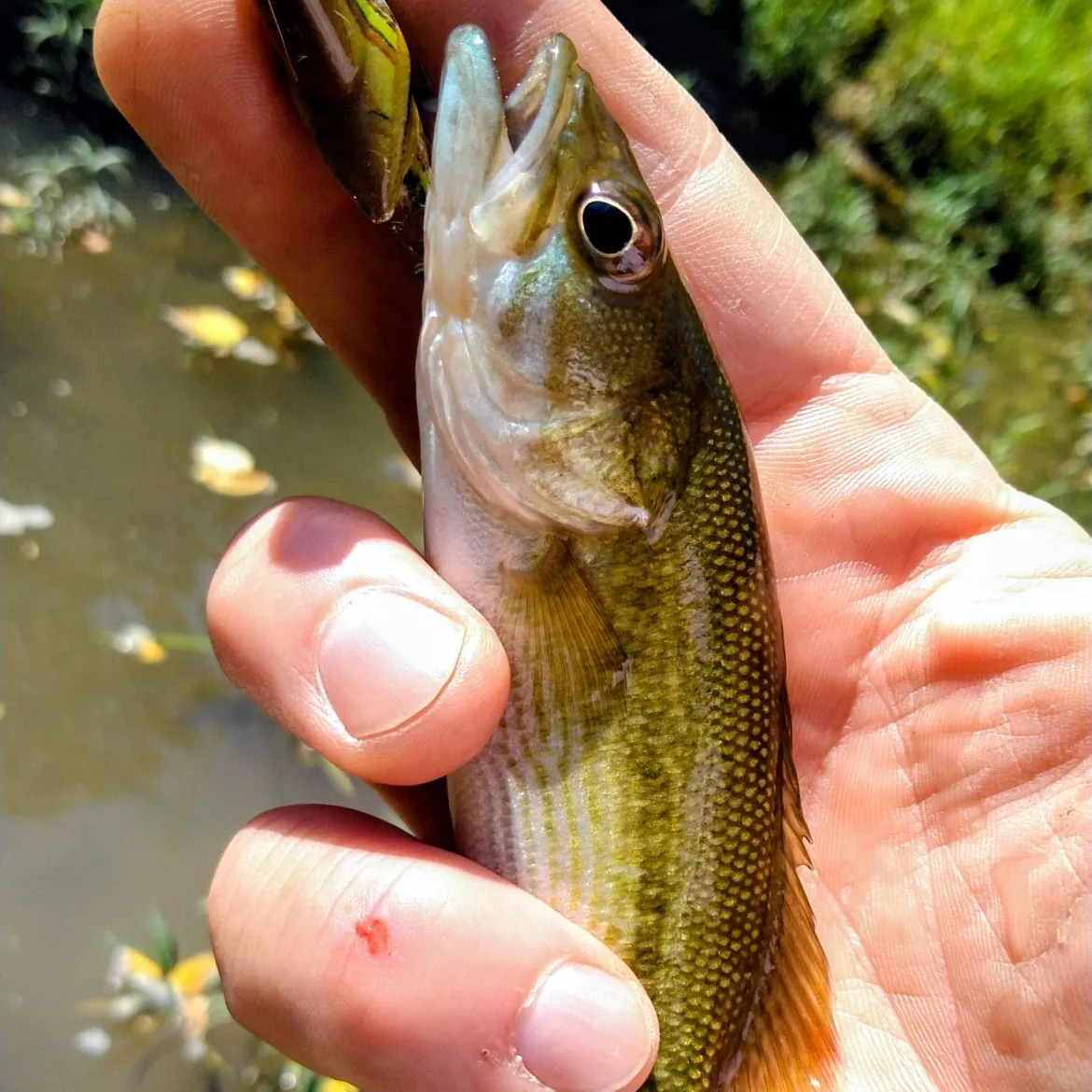 The most recent Redeye bass catches on Fishbrain