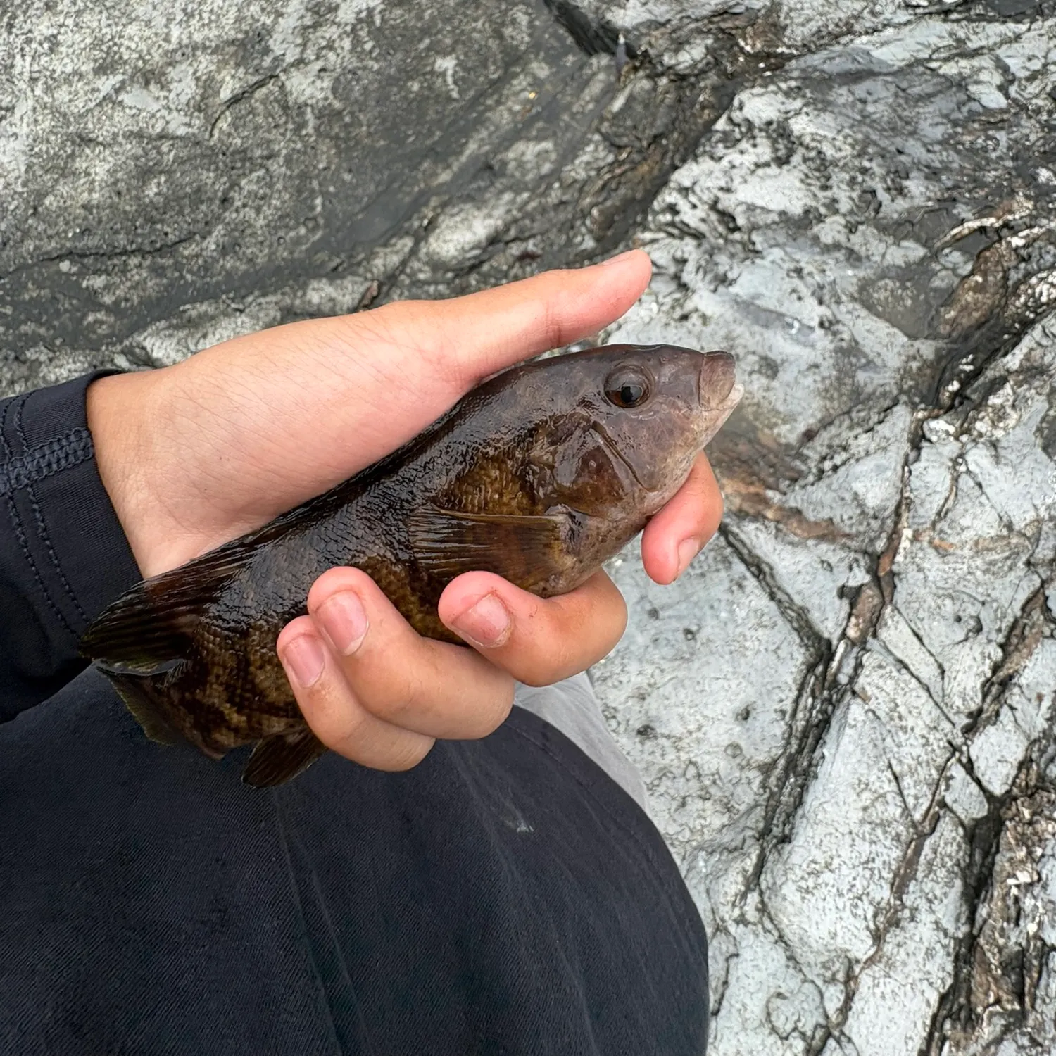 The most recent Tautog catches on Fishbrain
