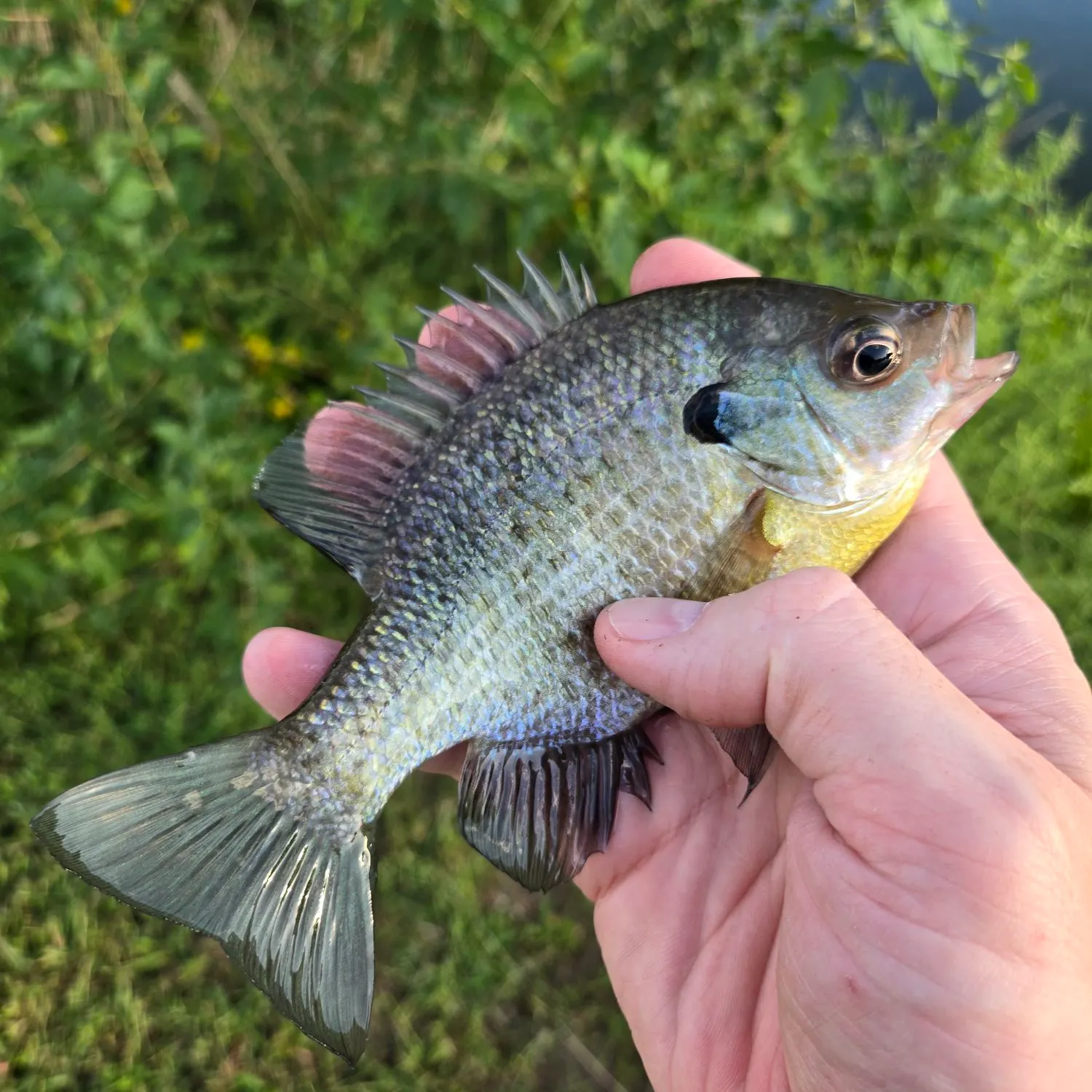Redbreast sunfish caught on Fishbrain
