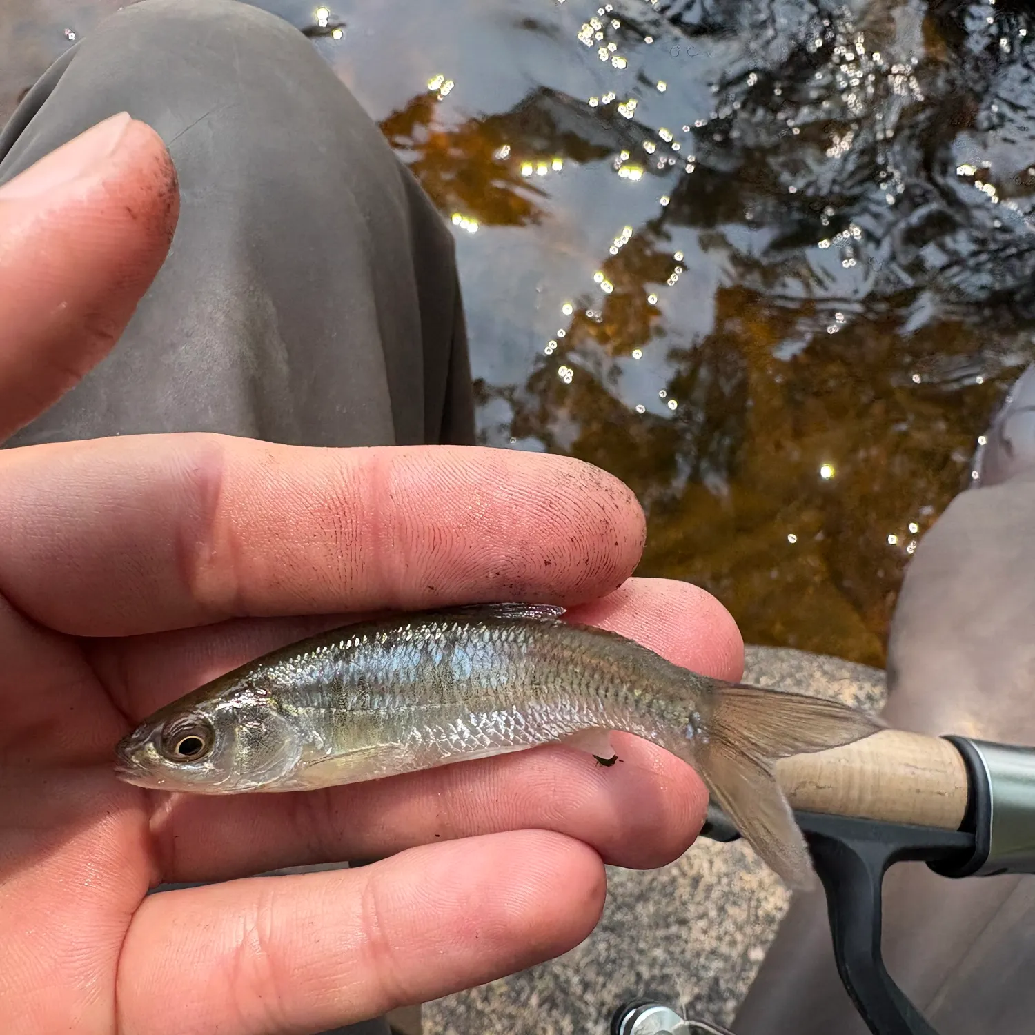 The most recent Common shiner catches on Fishbrain