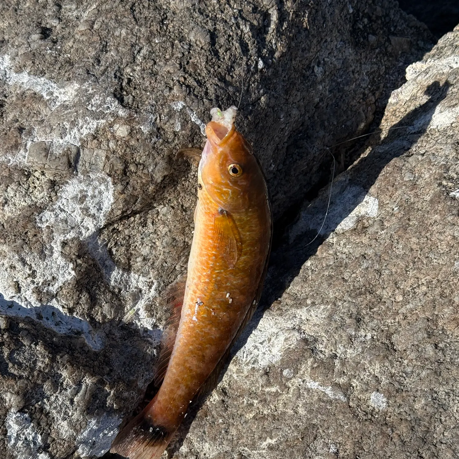 Señorita caught on Fishbrain