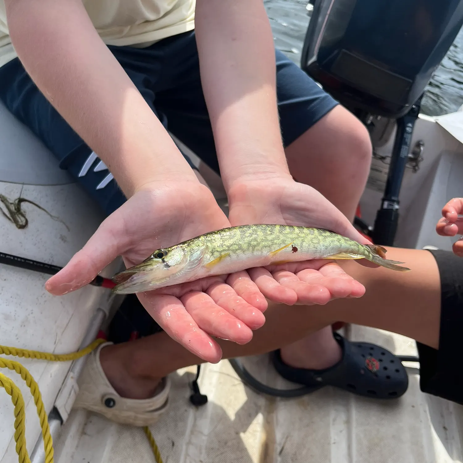 Chain pickerel caught on Fishbrain