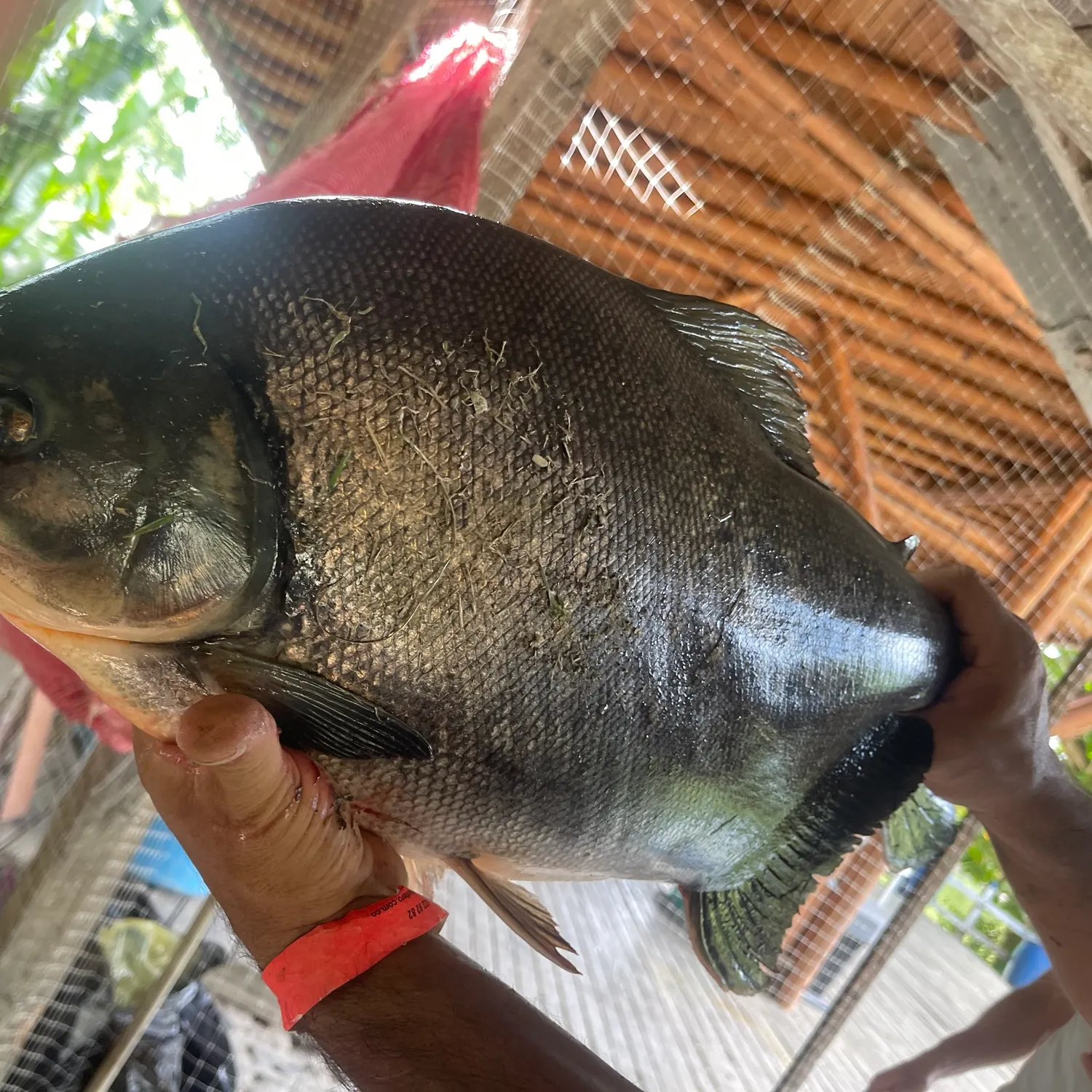 The most recent Black pacu catches on Fishbrain