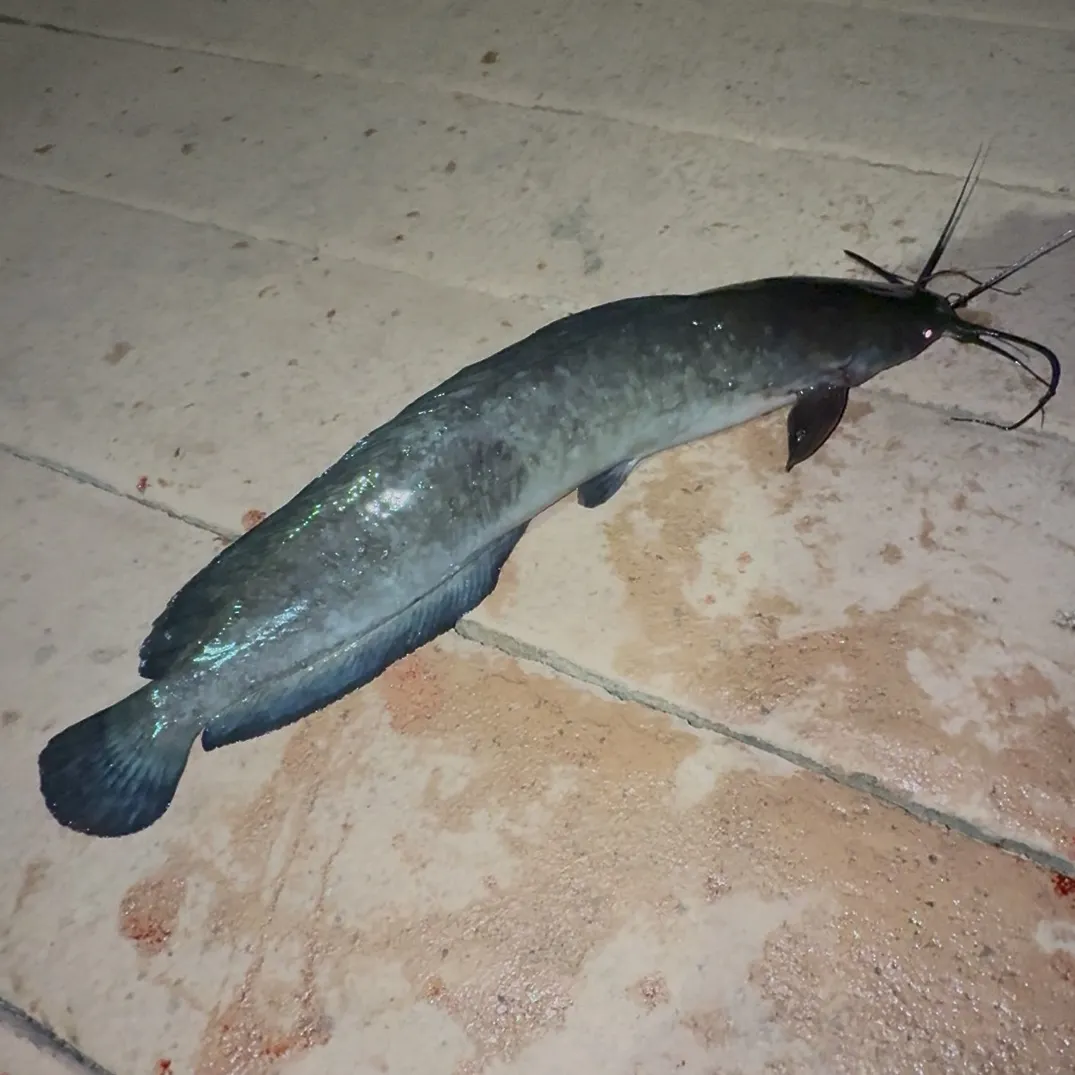The most recent Walking catfish catches on Fishbrain