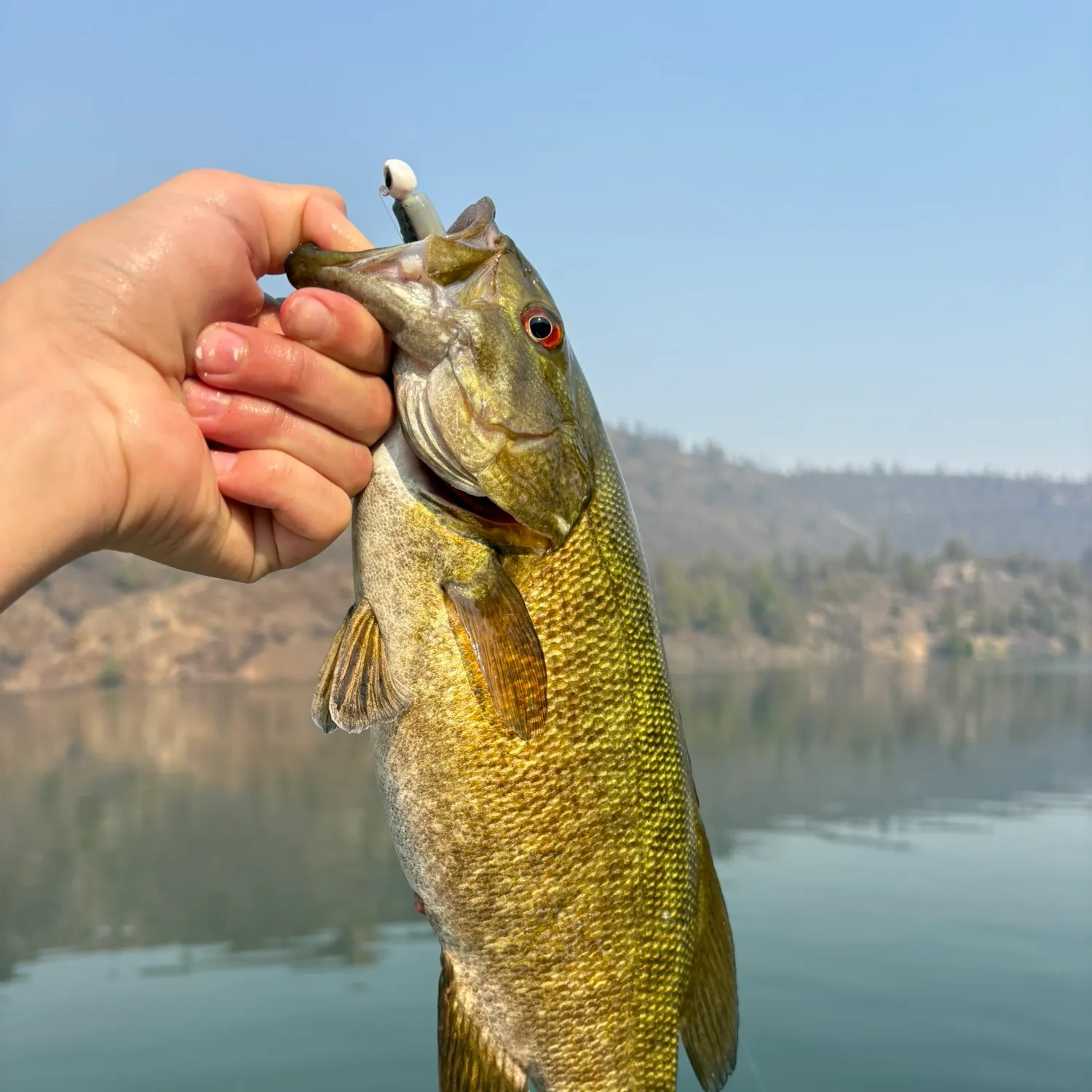 Smallmouth bass caught on Fishbrain