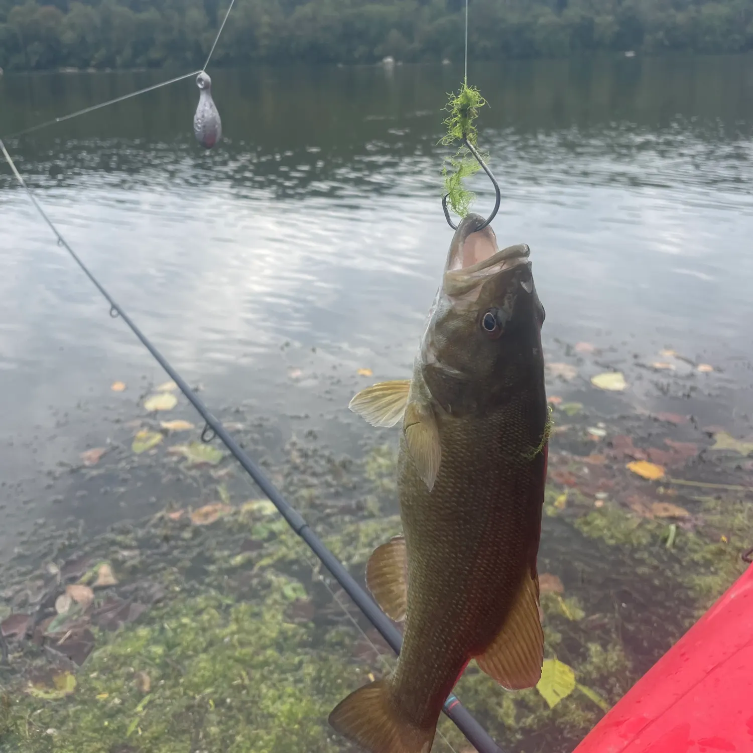 Smallmouth bass caught on Fishbrain