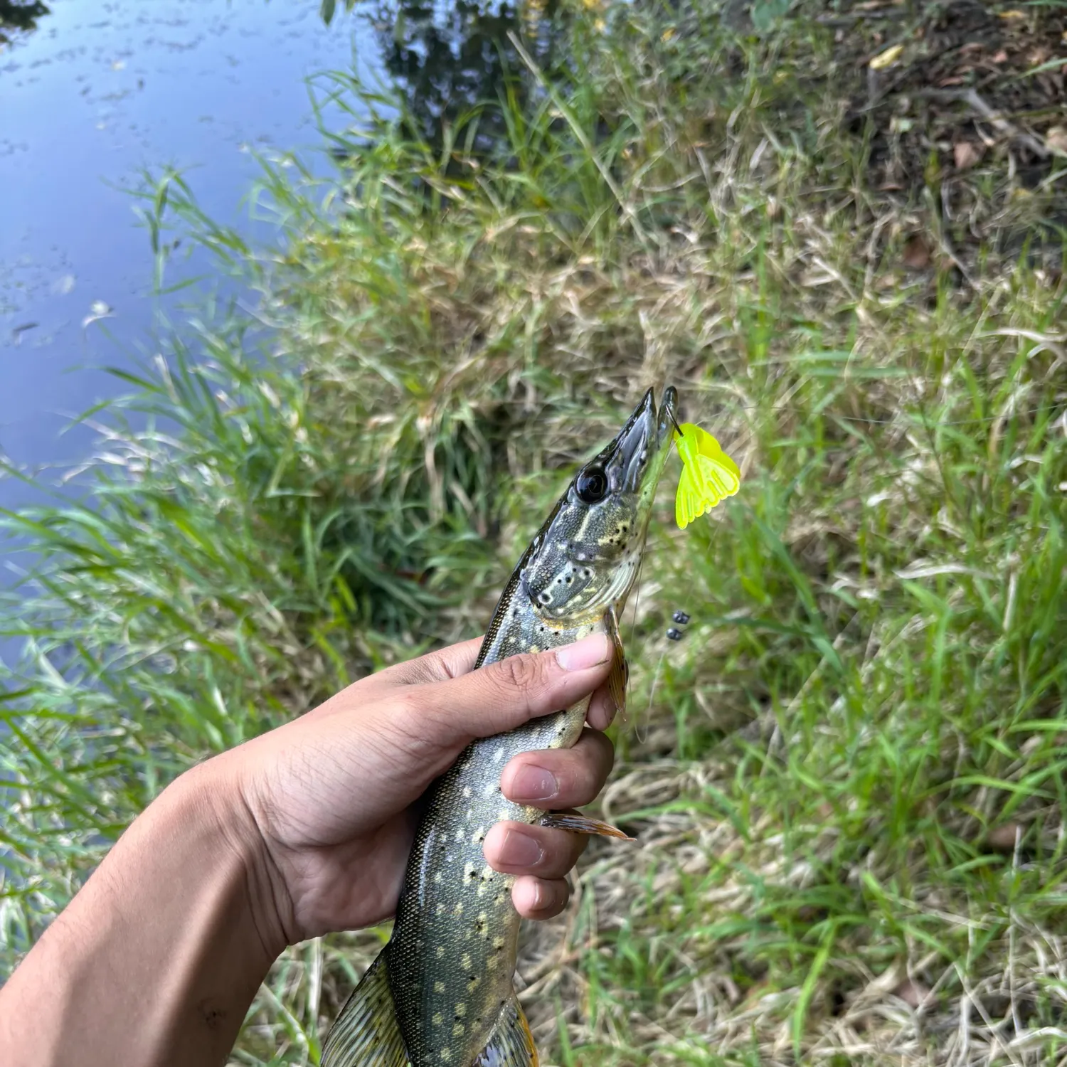 Northern pike caught on Fishbrain