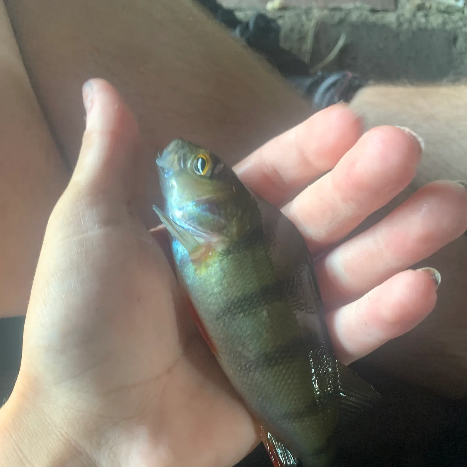European perch caught on Fishbrain