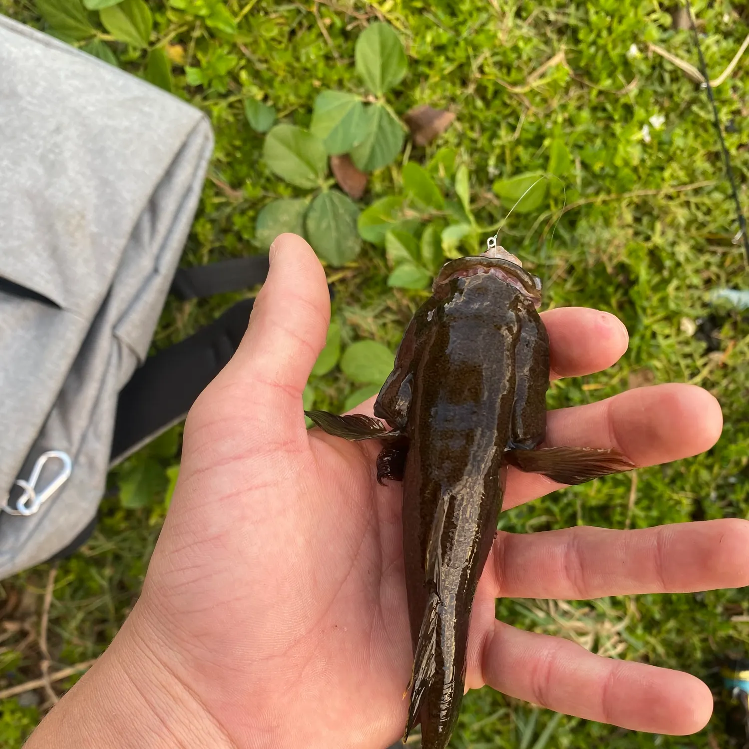 The most popular recent Shimofuri goby catch on Fishbrain