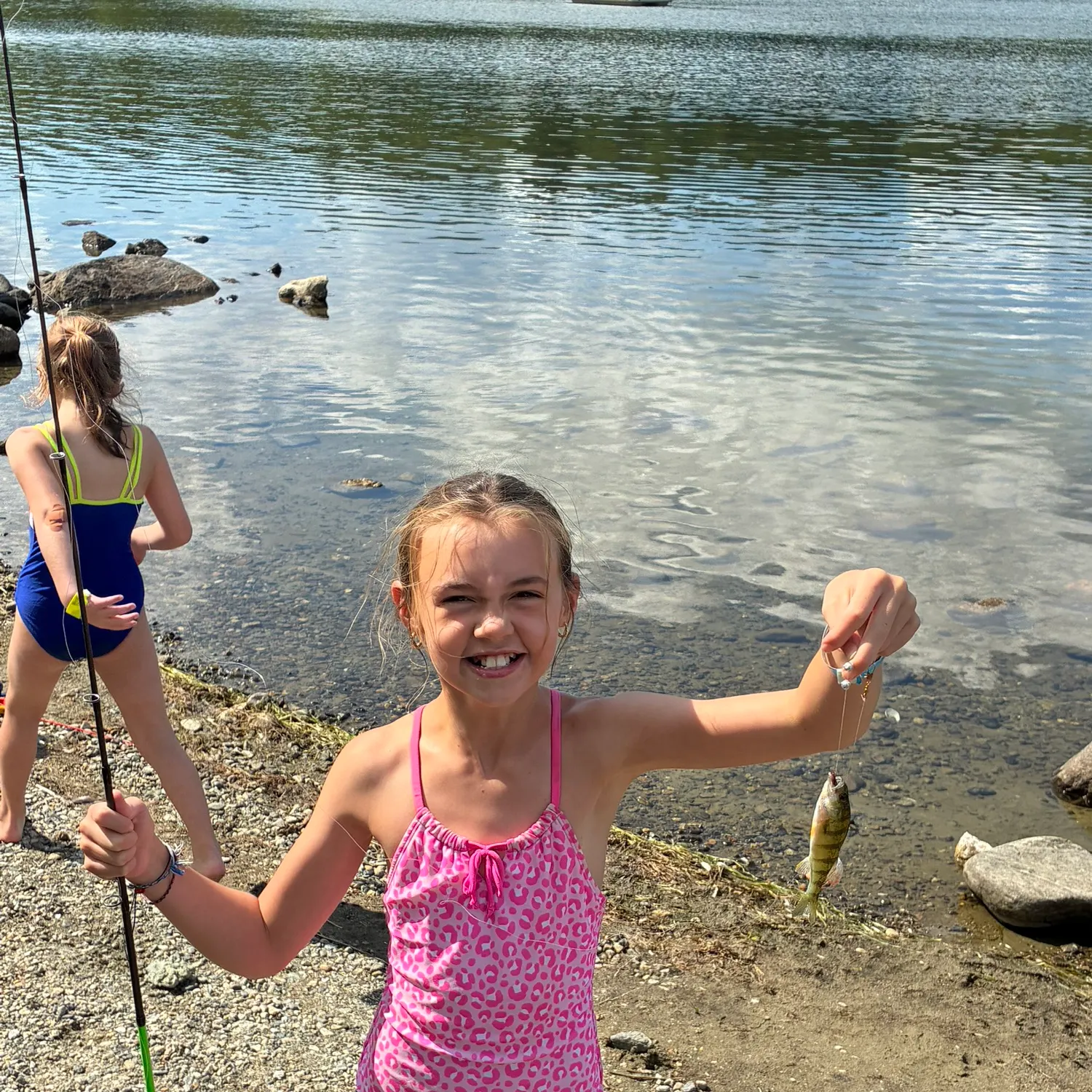 Yellow perch caught on Fishbrain