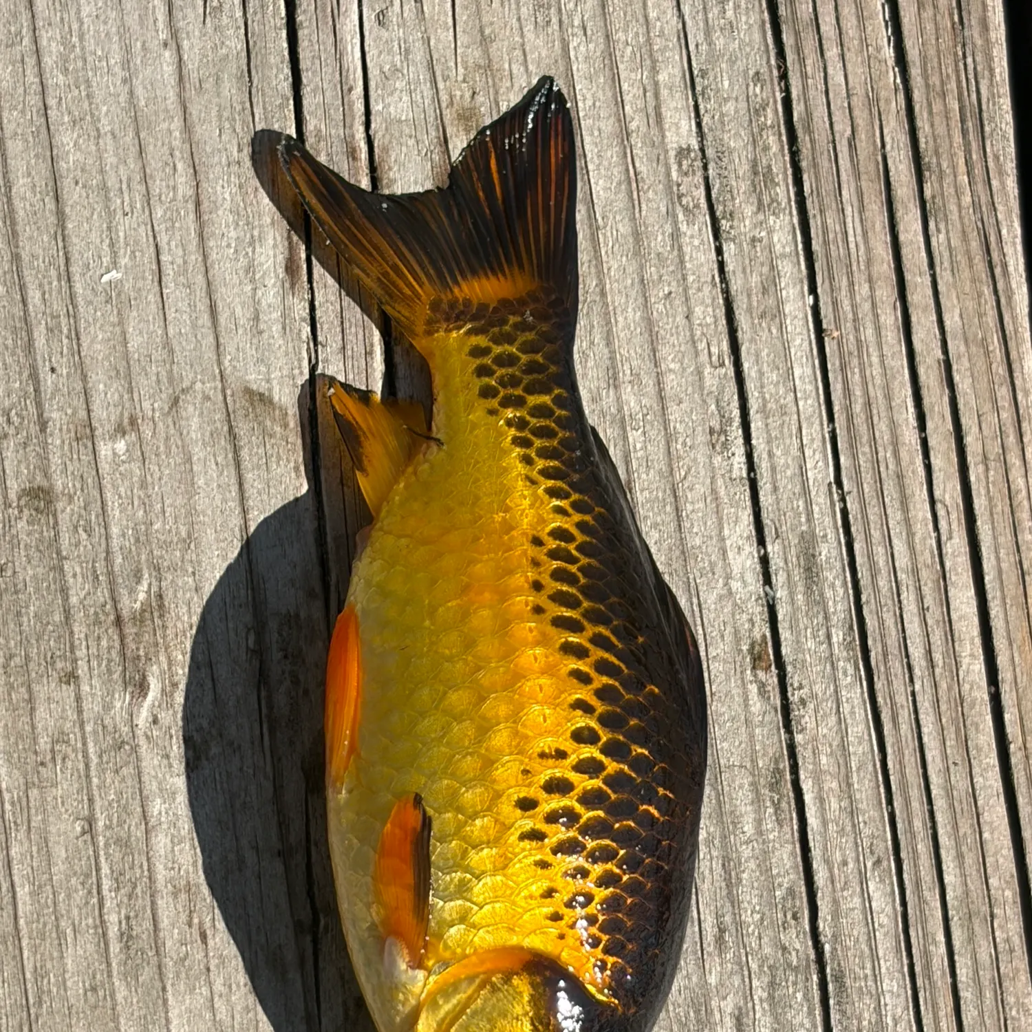 Goldfish caught on Fishbrain