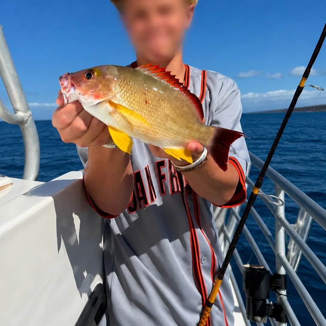 The most recent Blacktail snapper catches on Fishbrain