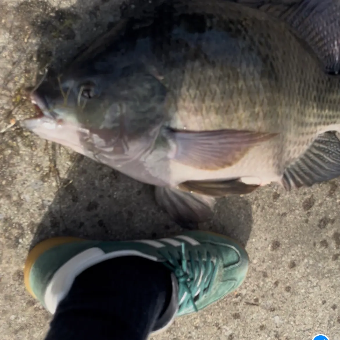 Nile tilapia caught on Fishbrain
