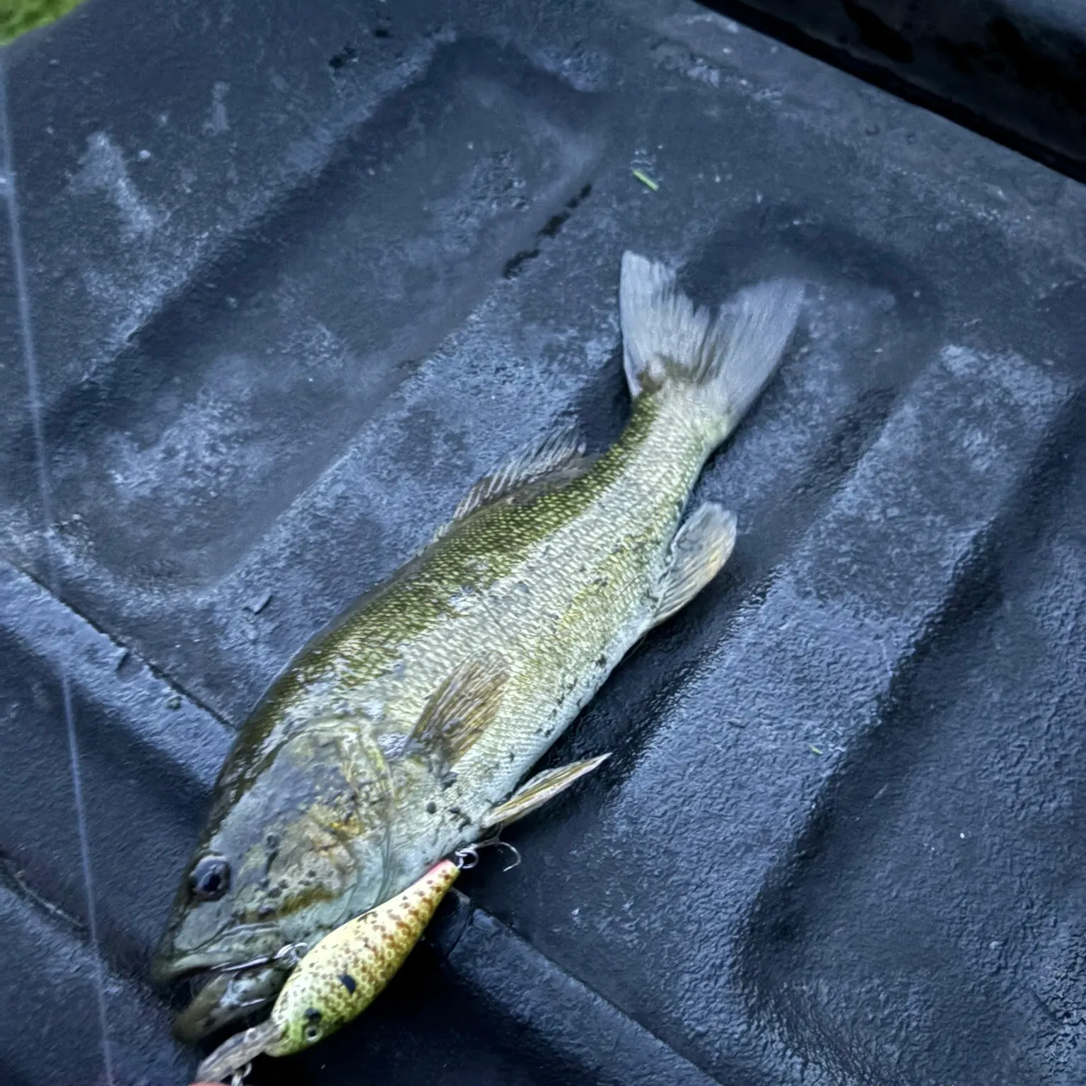 Fish caught on Fishbrain