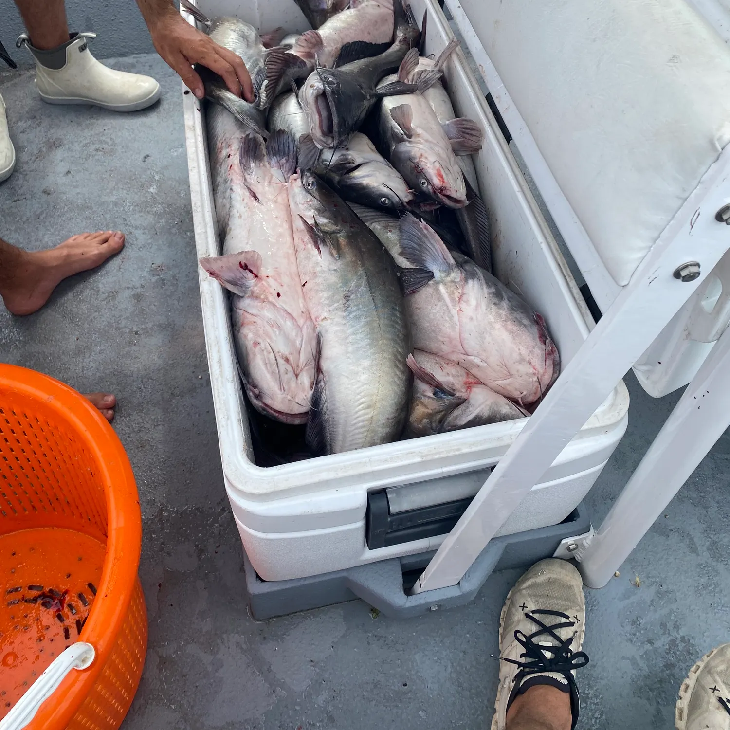 recently logged catches