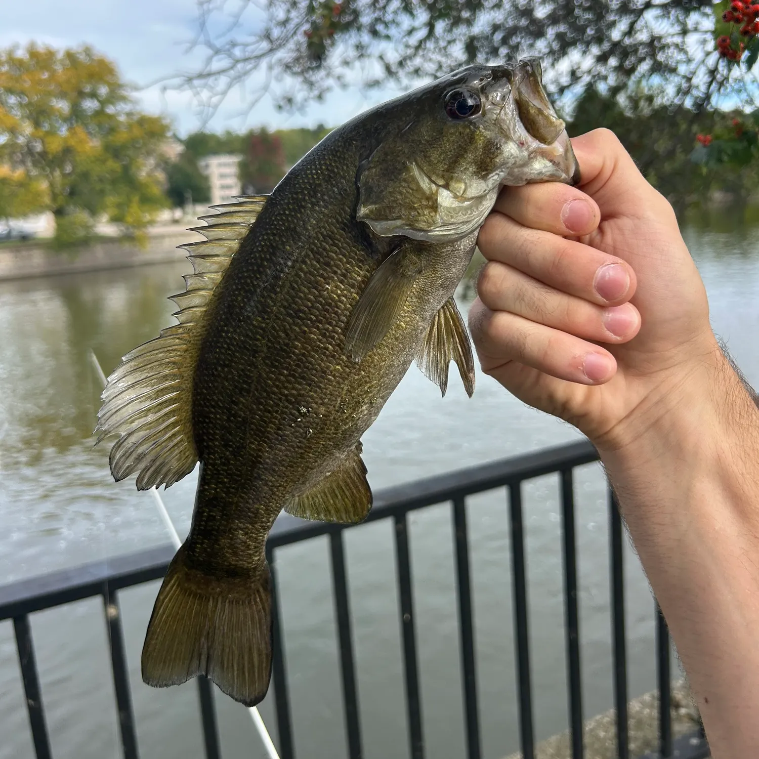 Smallmouth bass caught on Fishbrain