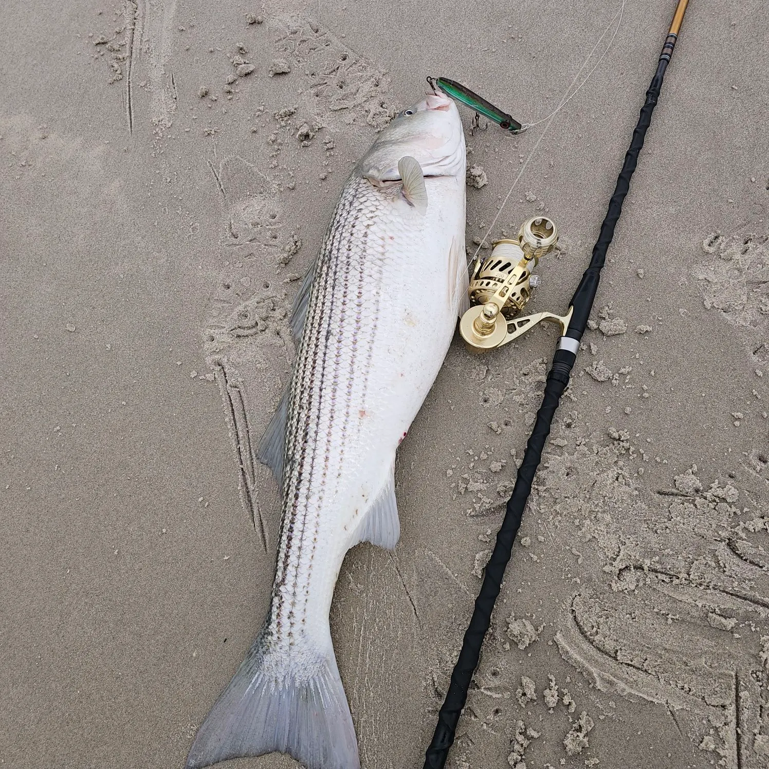 The most recent Striped bass catches on Fishbrain