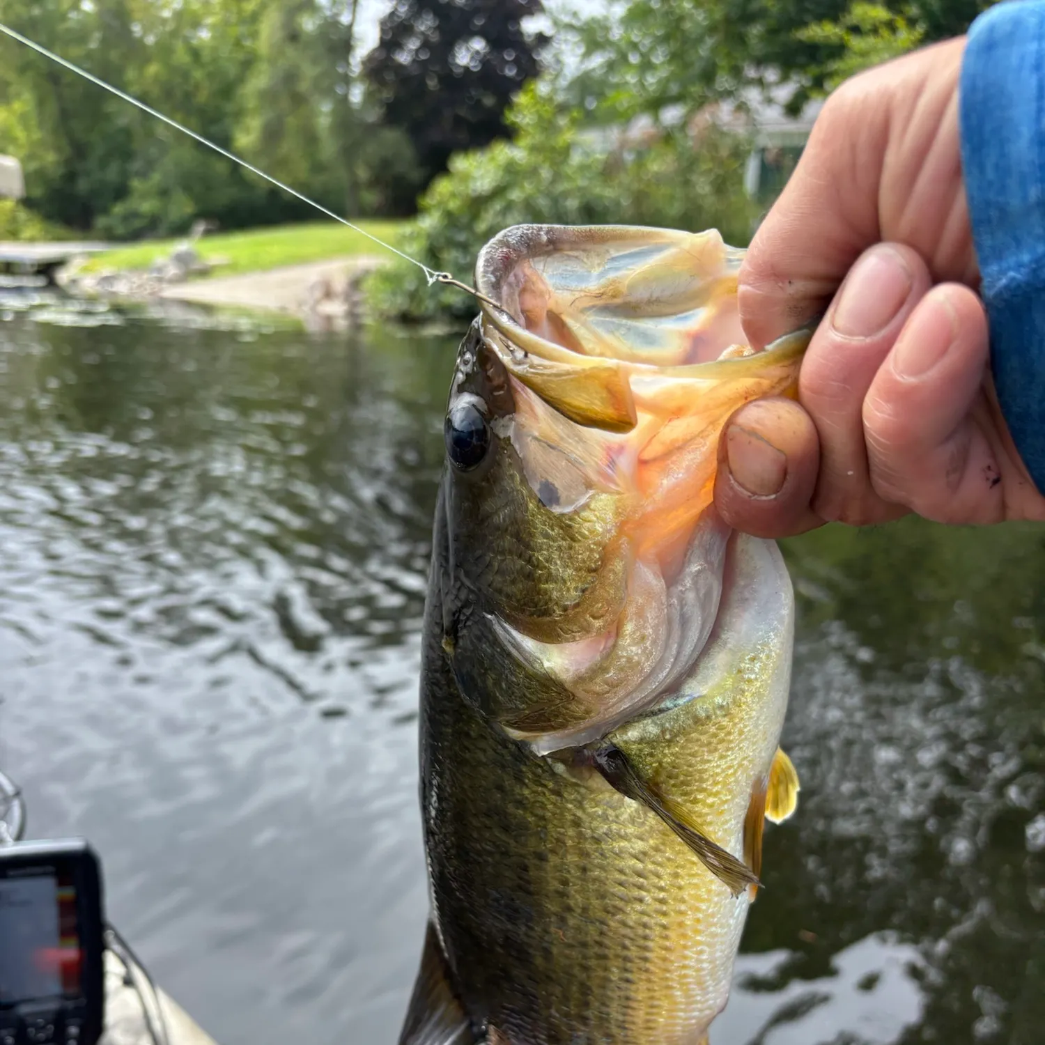 Largemouth bass caught on Fishbrain