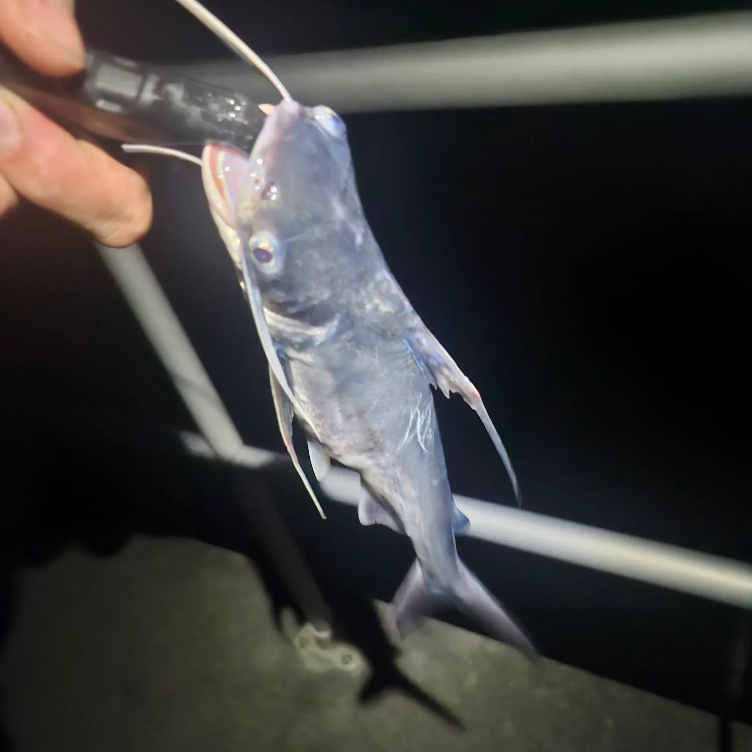 Gafftopsail sea catfish caught on Fishbrain