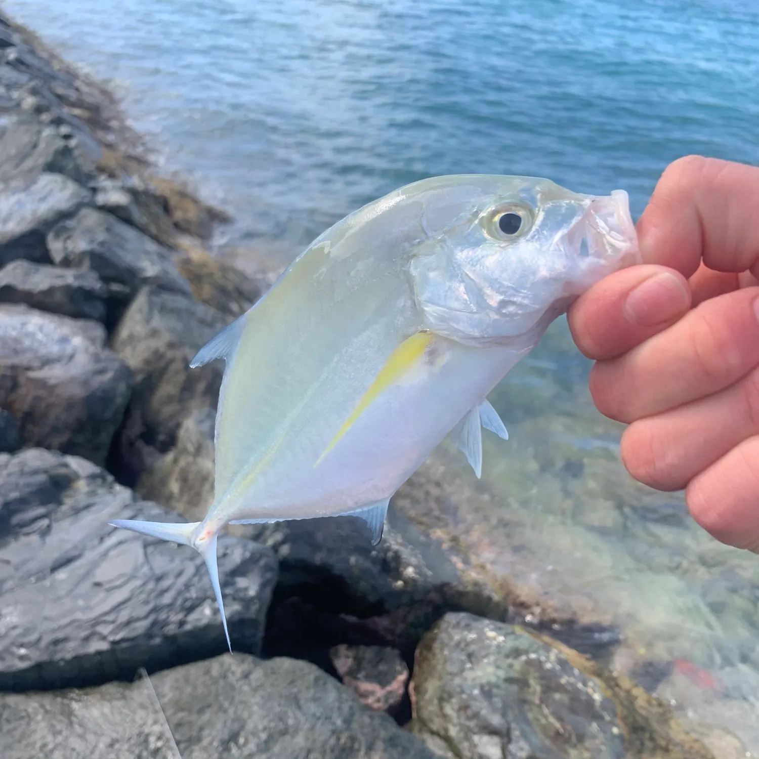 The most recent Bluefin trevally catches on Fishbrain