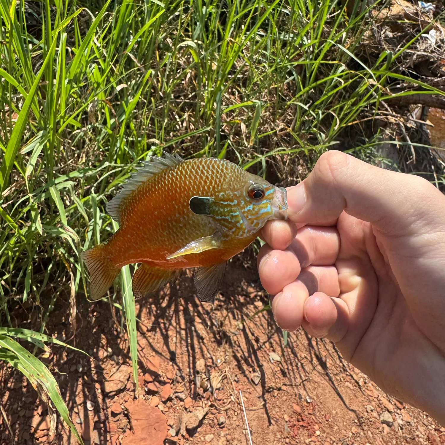 The most recent Plains longear sunfish catches on Fishbrain