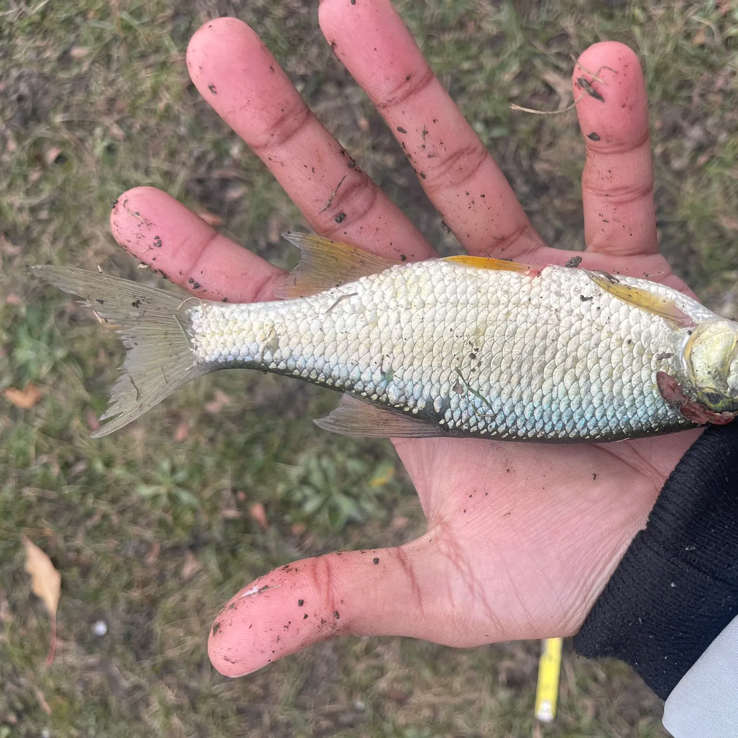 Golden shiner caught on Fishbrain