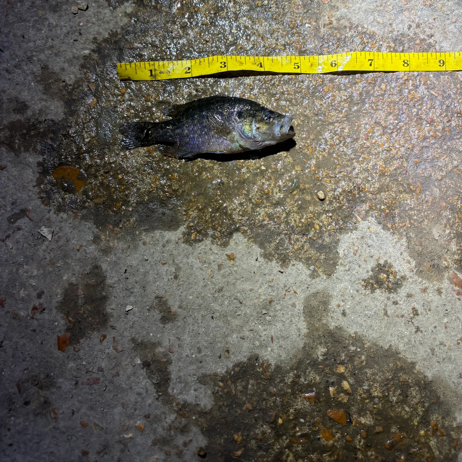 Greengill hybrid caught on Fishbrain