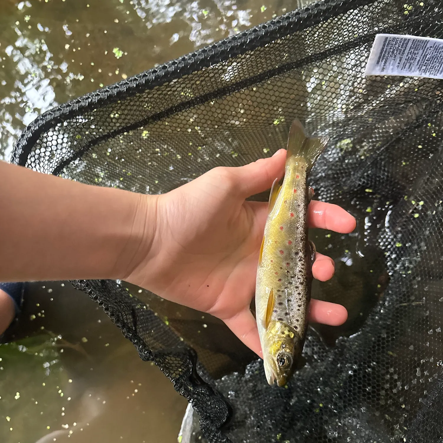 Brown trout caught on Fishbrain