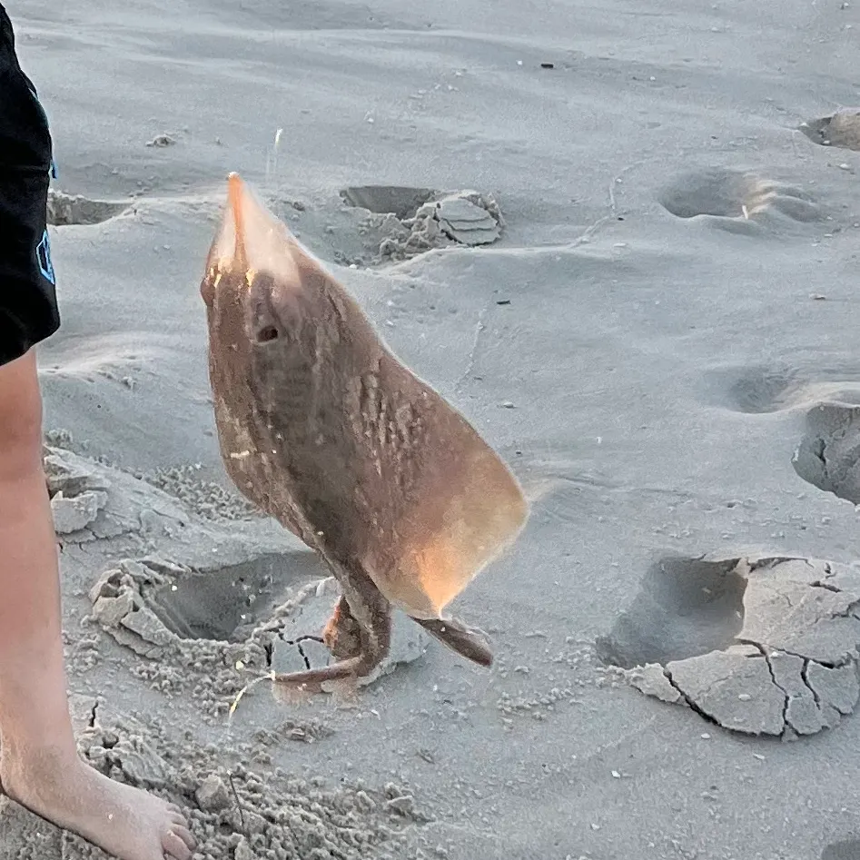 The most recent Blue skate catches on Fishbrain