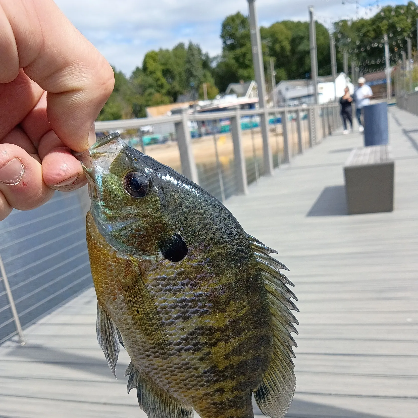 Bluegill caught on Fishbrain