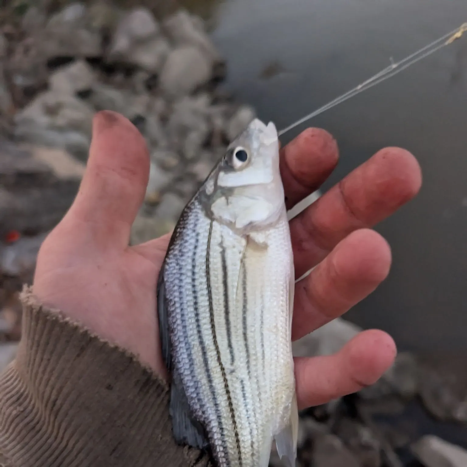 Yellow bass caught on Fishbrain