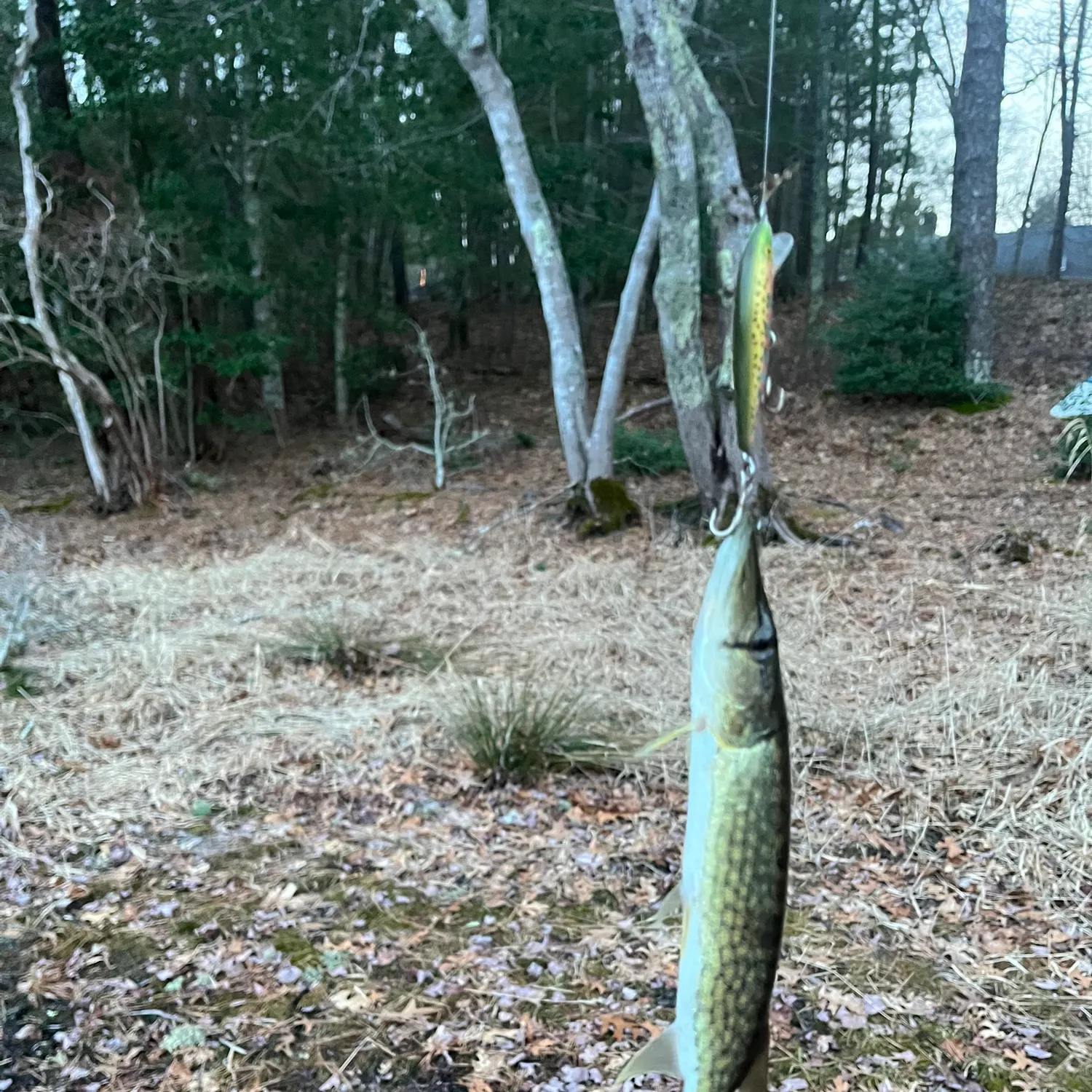 The most recent Chain pickerel catches on Fishbrain