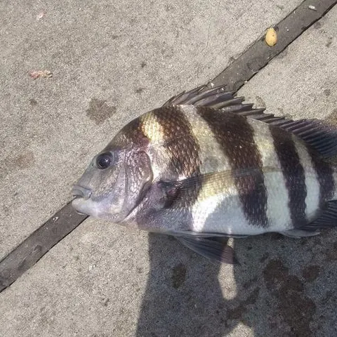 The most recent Sheepshead catches on Fishbrain
