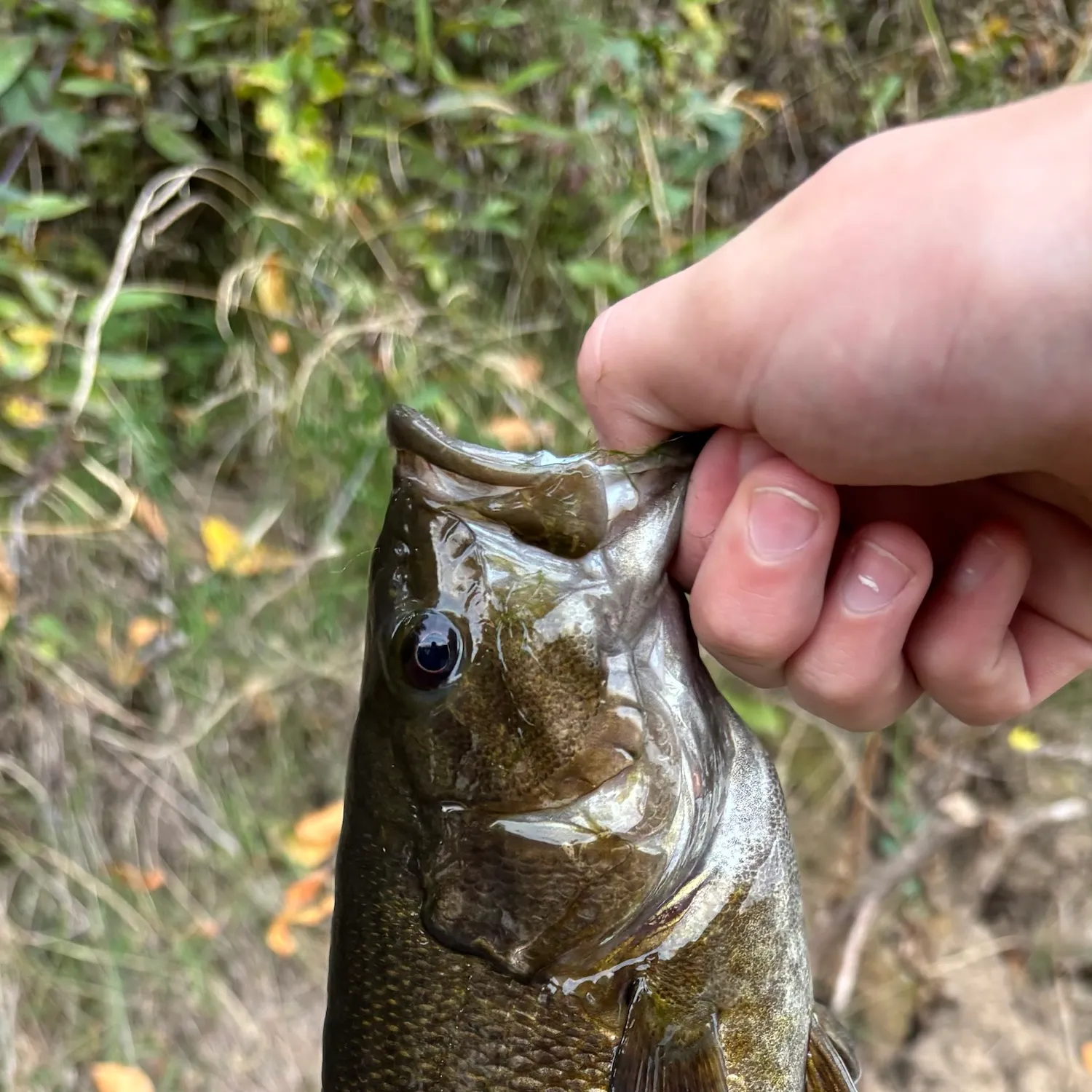 Smallmouth bass caught on Fishbrain