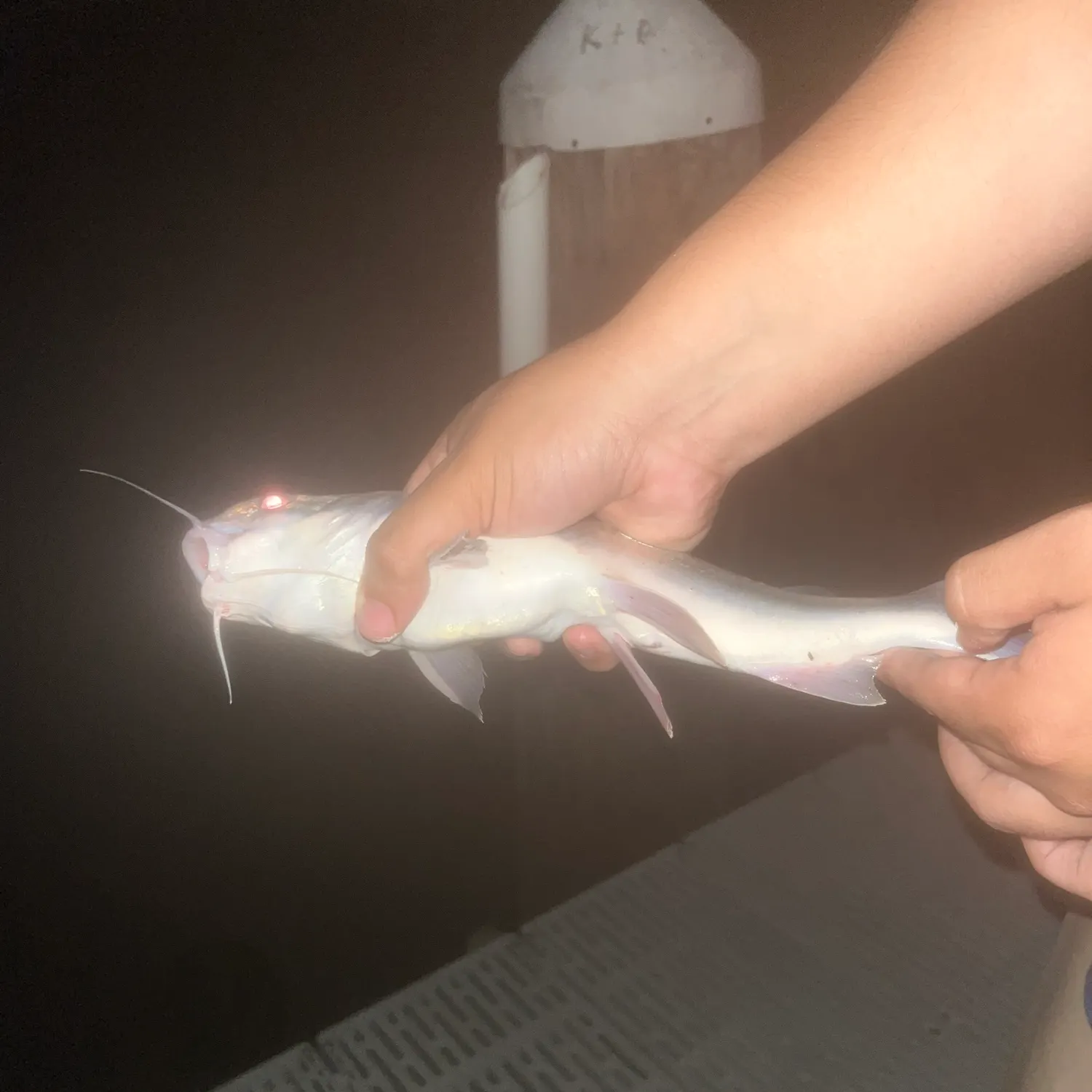 Hardhead sea catfish caught on Fishbrain