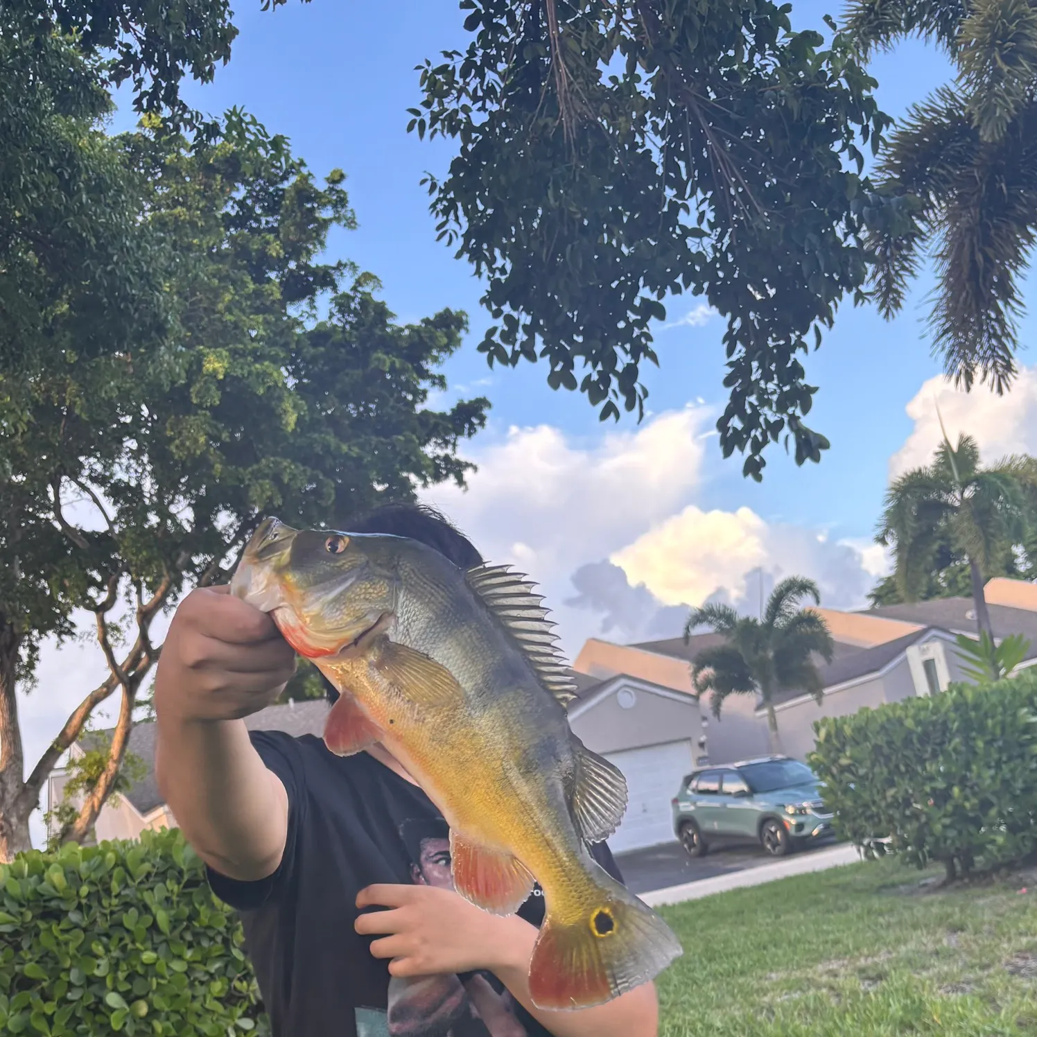 Butterfly peacock bass caught on Fishbrain