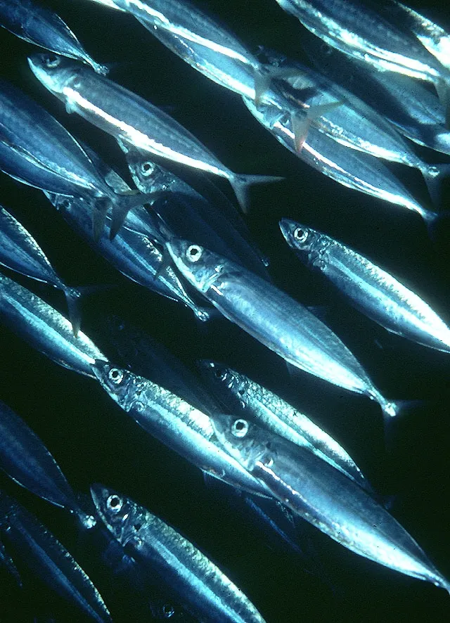 Mackerel scad