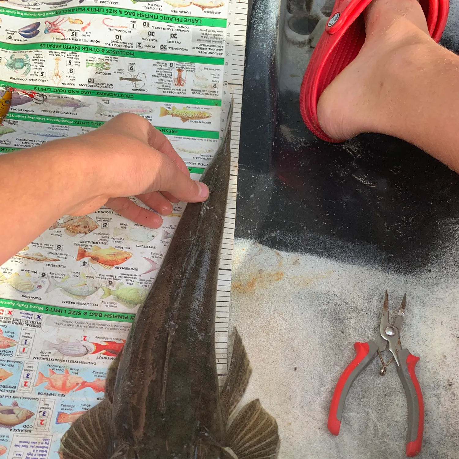 The most recent Bartail flathead catches on Fishbrain