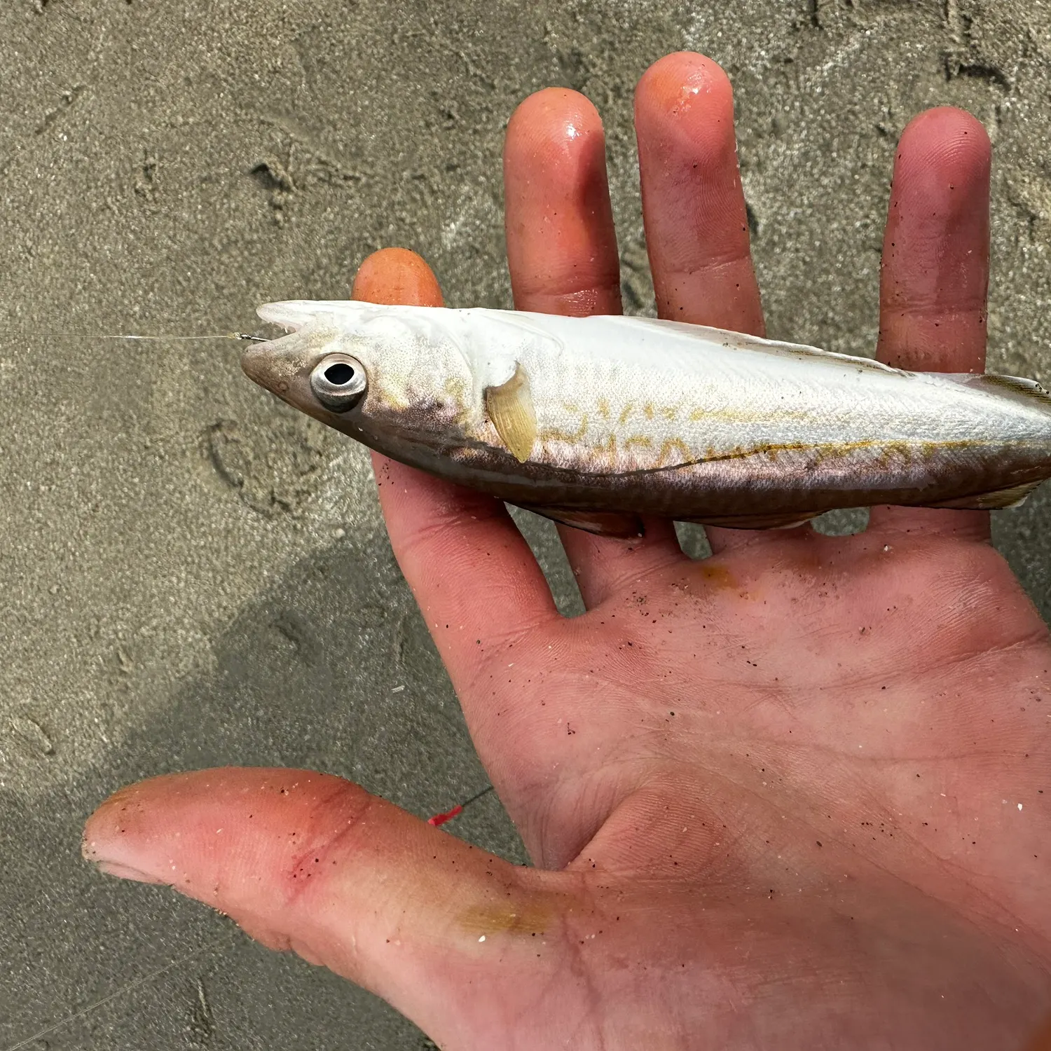 Whiting caught on Fishbrain