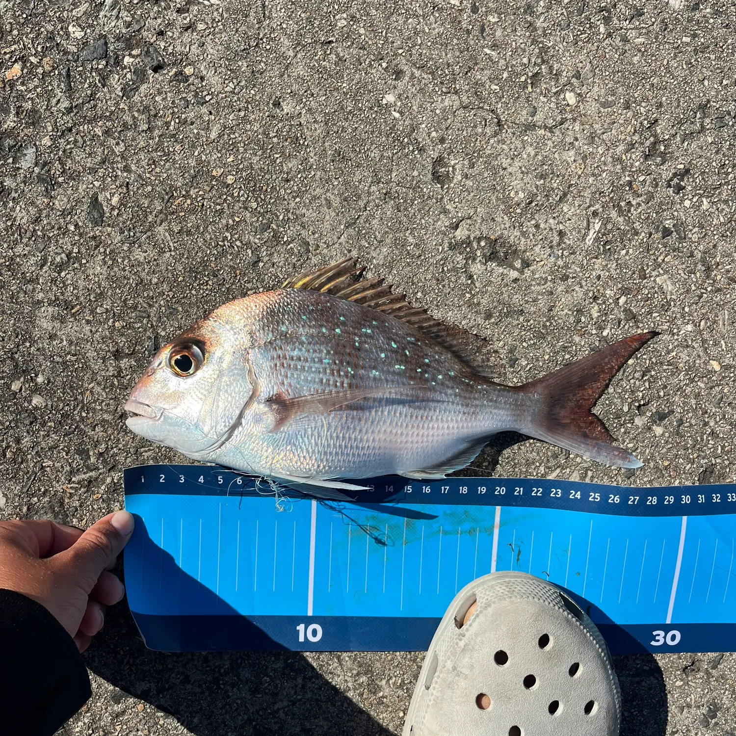 Australasian snapper caught on Fishbrain