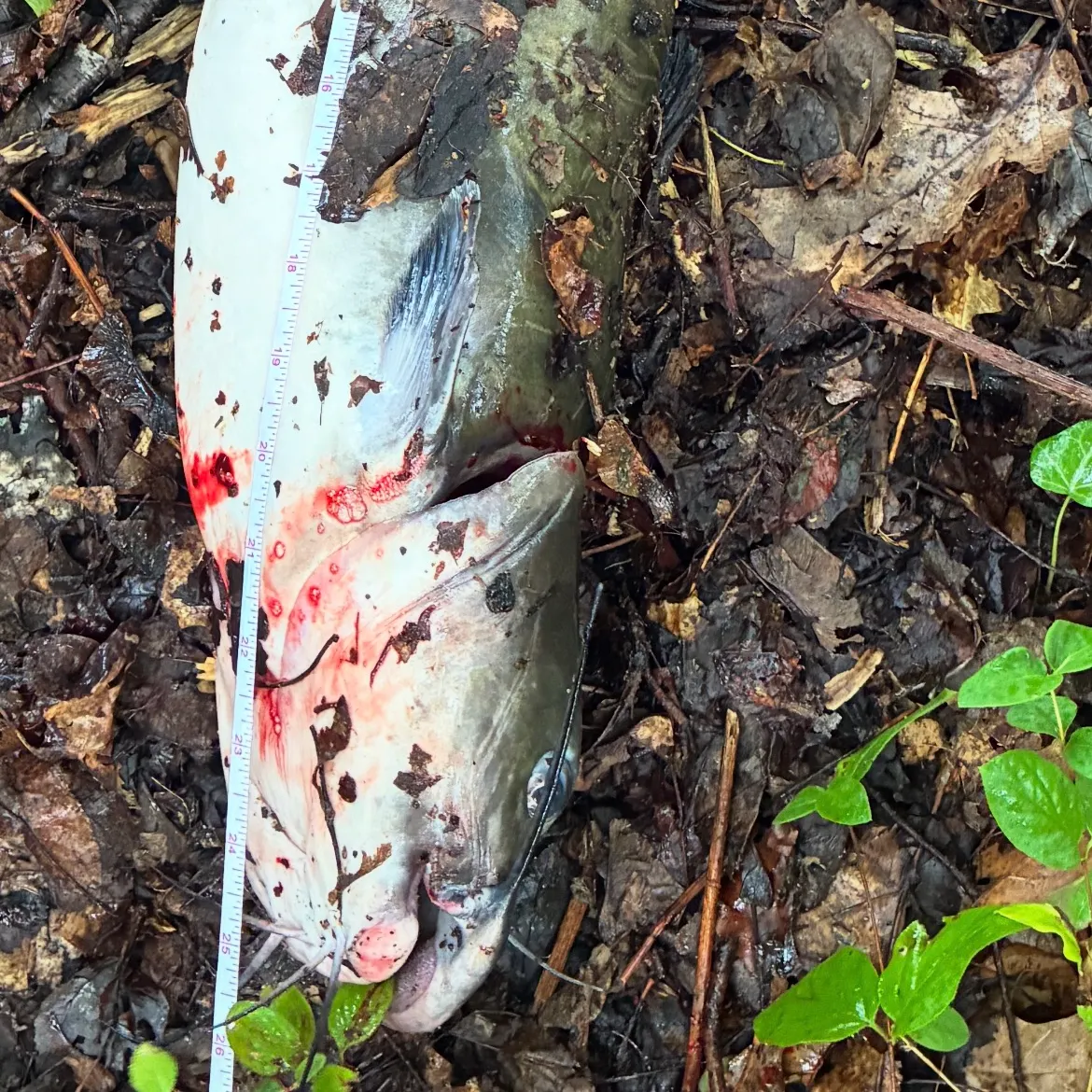 Black bullhead caught on Fishbrain