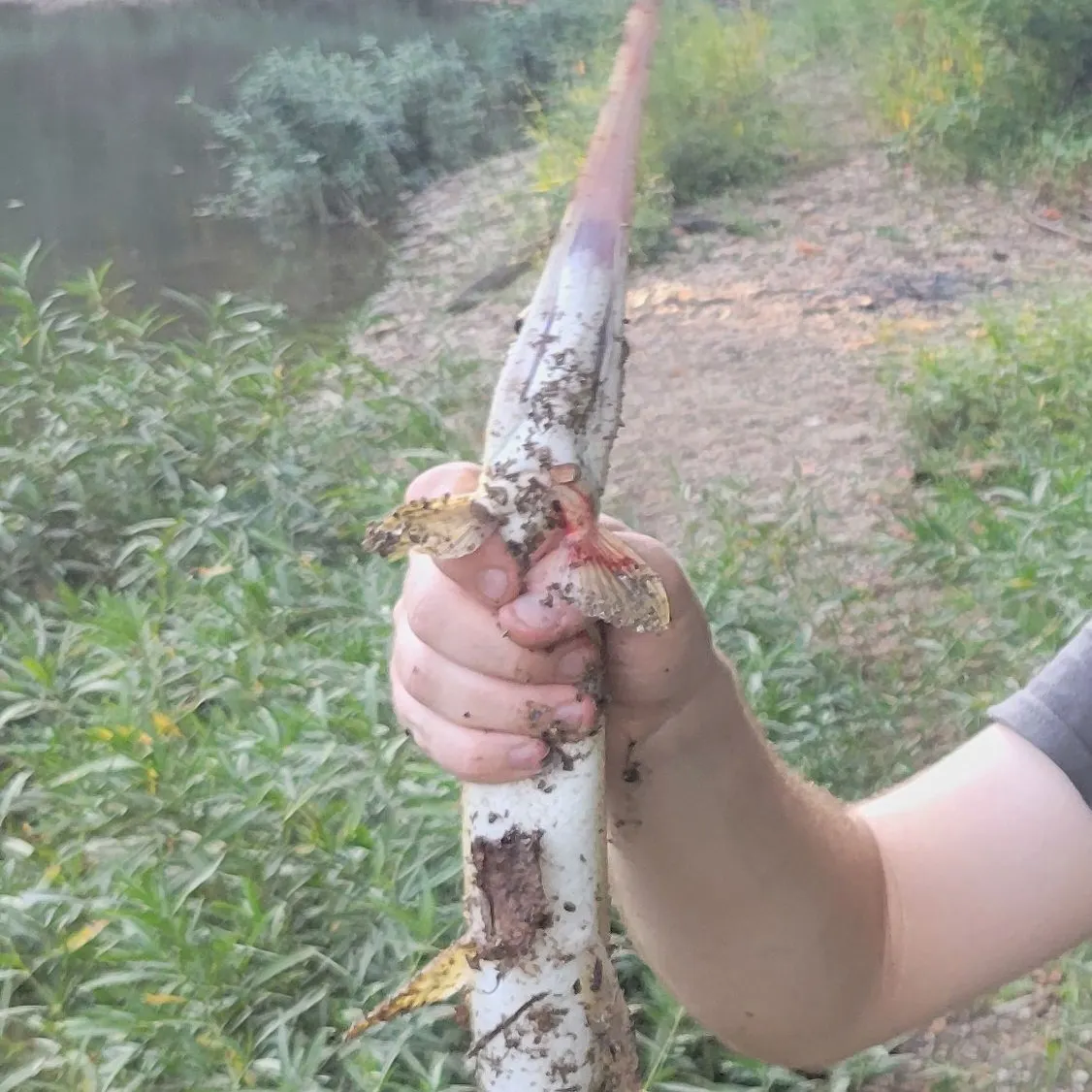 Longnose gar caught on Fishbrain