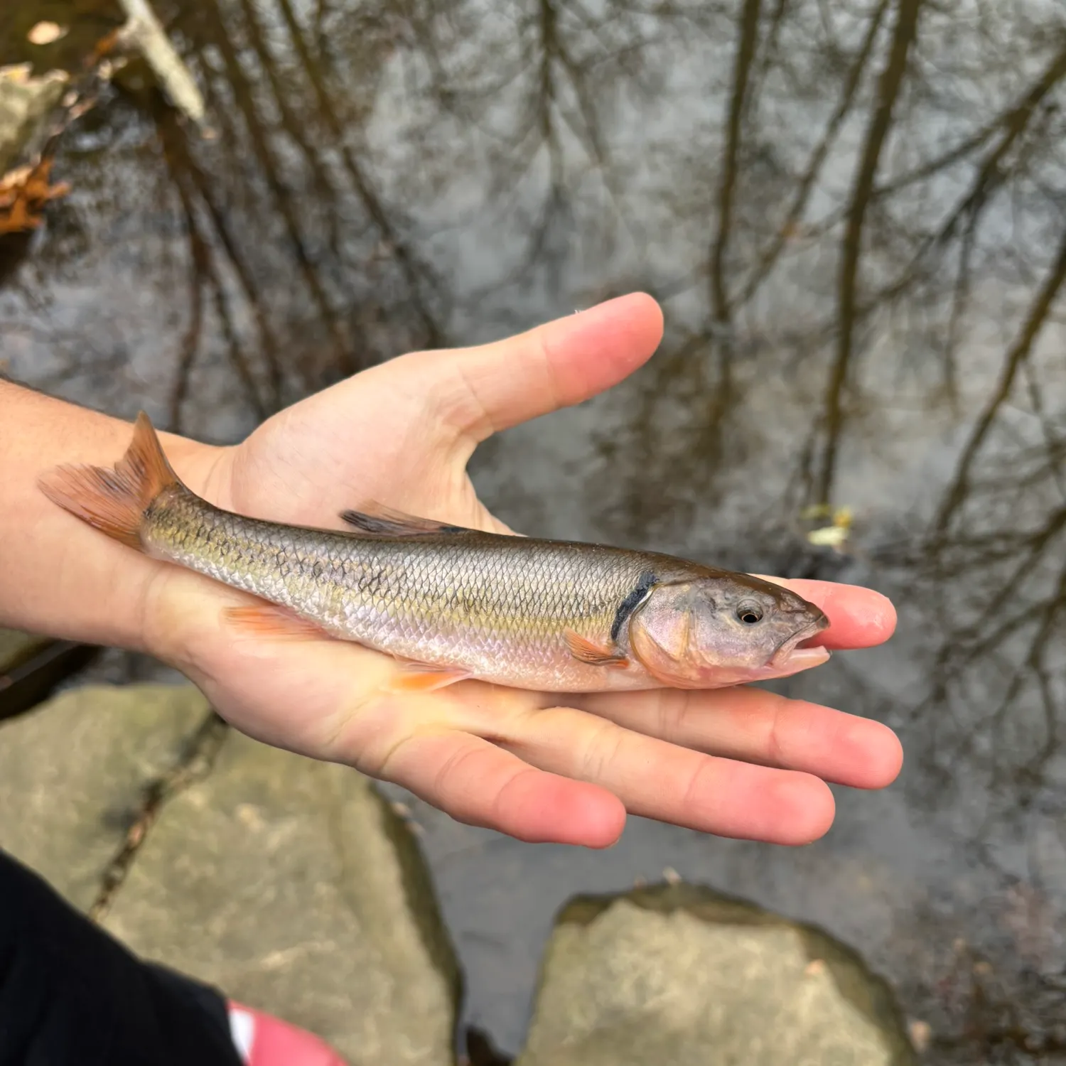 The most recent Creek chub catches on Fishbrain